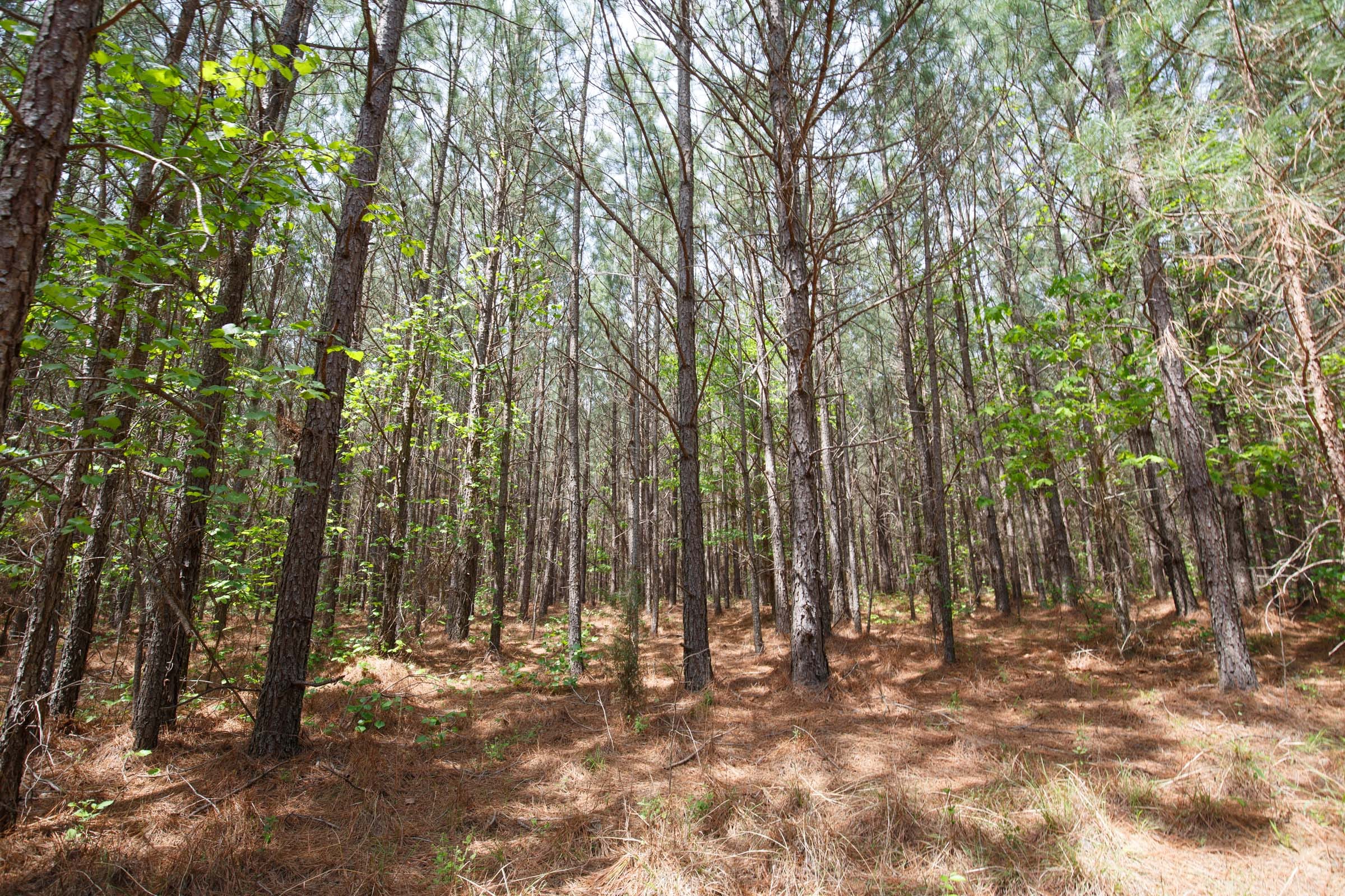 Red Barn Ranch Tract 52 photo 9