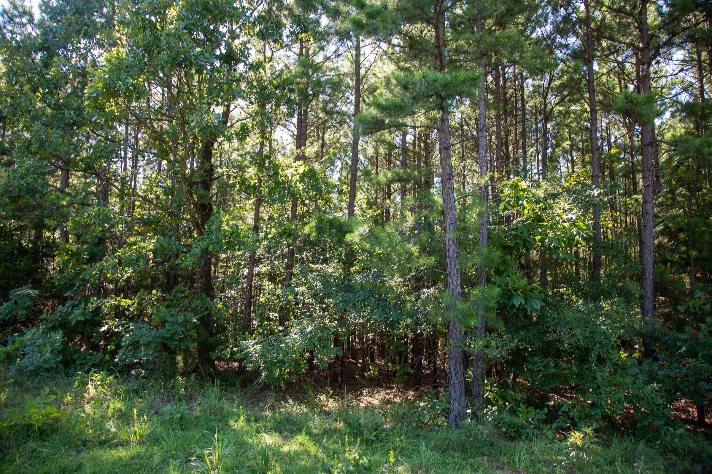 Tyler Stone Ranch Tract 16 photo 5