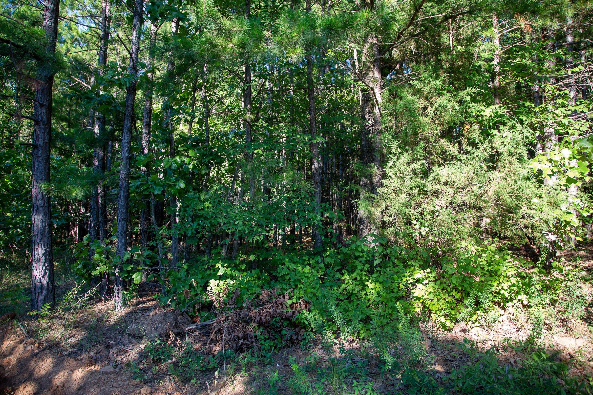Tyler Stone Ranch Tract 16 photo 8