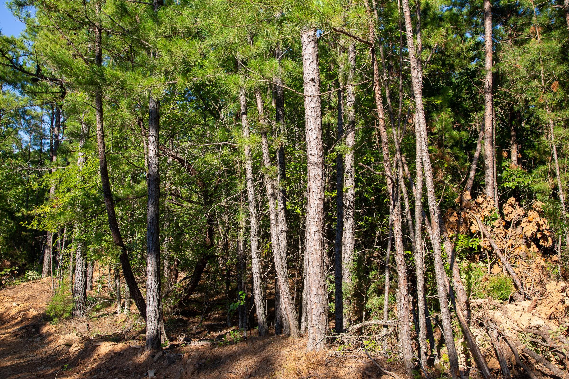Tyler Stone Ranch Tract 16 photo 9