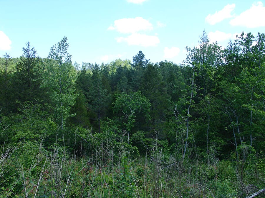 Antler Ridge Tract 22 photo 1