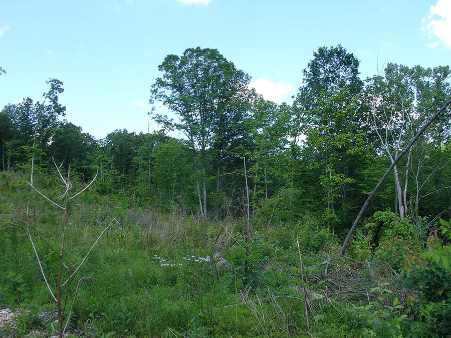 Antler Ridge Tract 22 photo 2