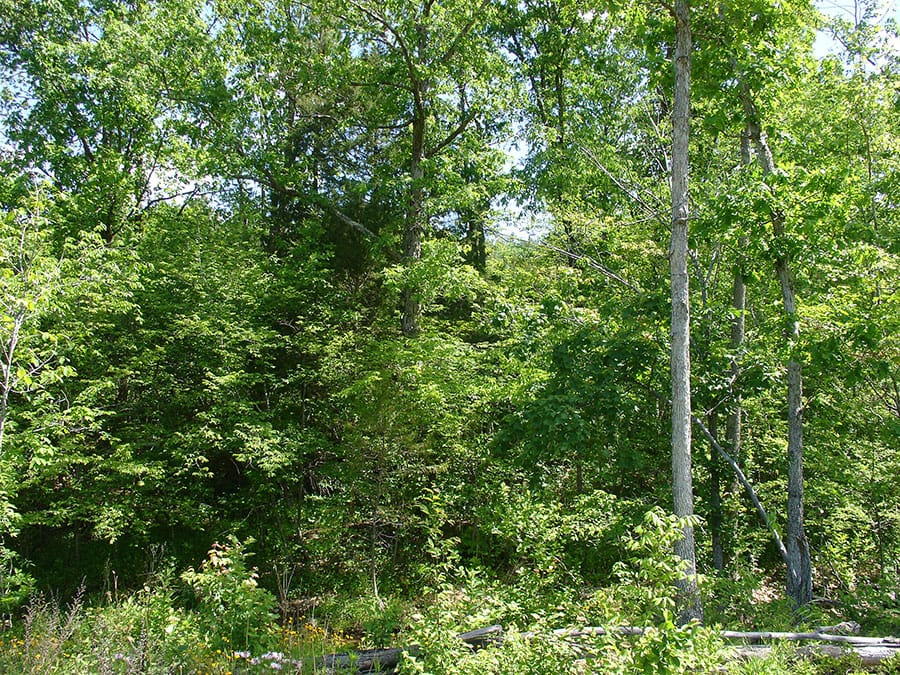 Antler Ridge Tract 22 photo 3