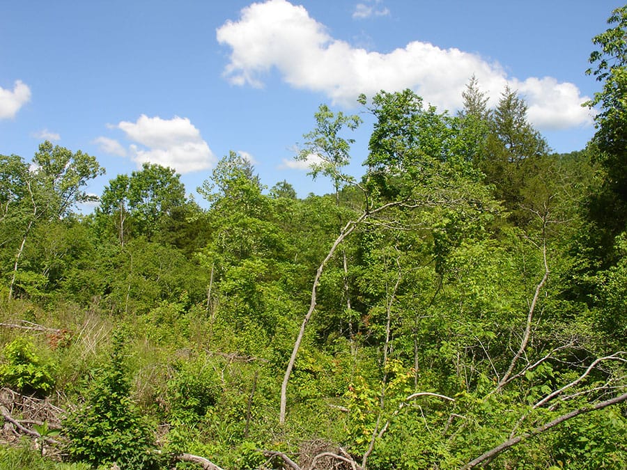 Antler Ridge Tract 22 photo 4