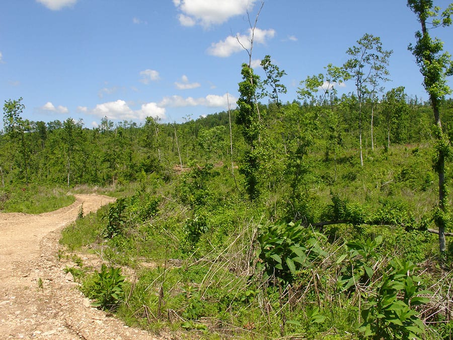 Antler Ridge Tract 22 photo 6