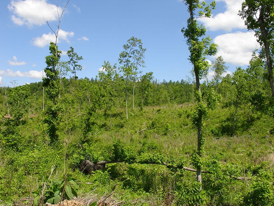 Antler Ridge Tract 22 photo 7
