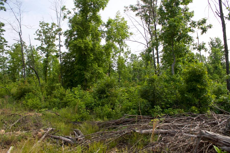 Thunder Mountain Ranch Tract 32 photo 5