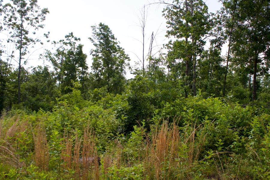 Thunder Mountain Ranch Tract 32 photo 8