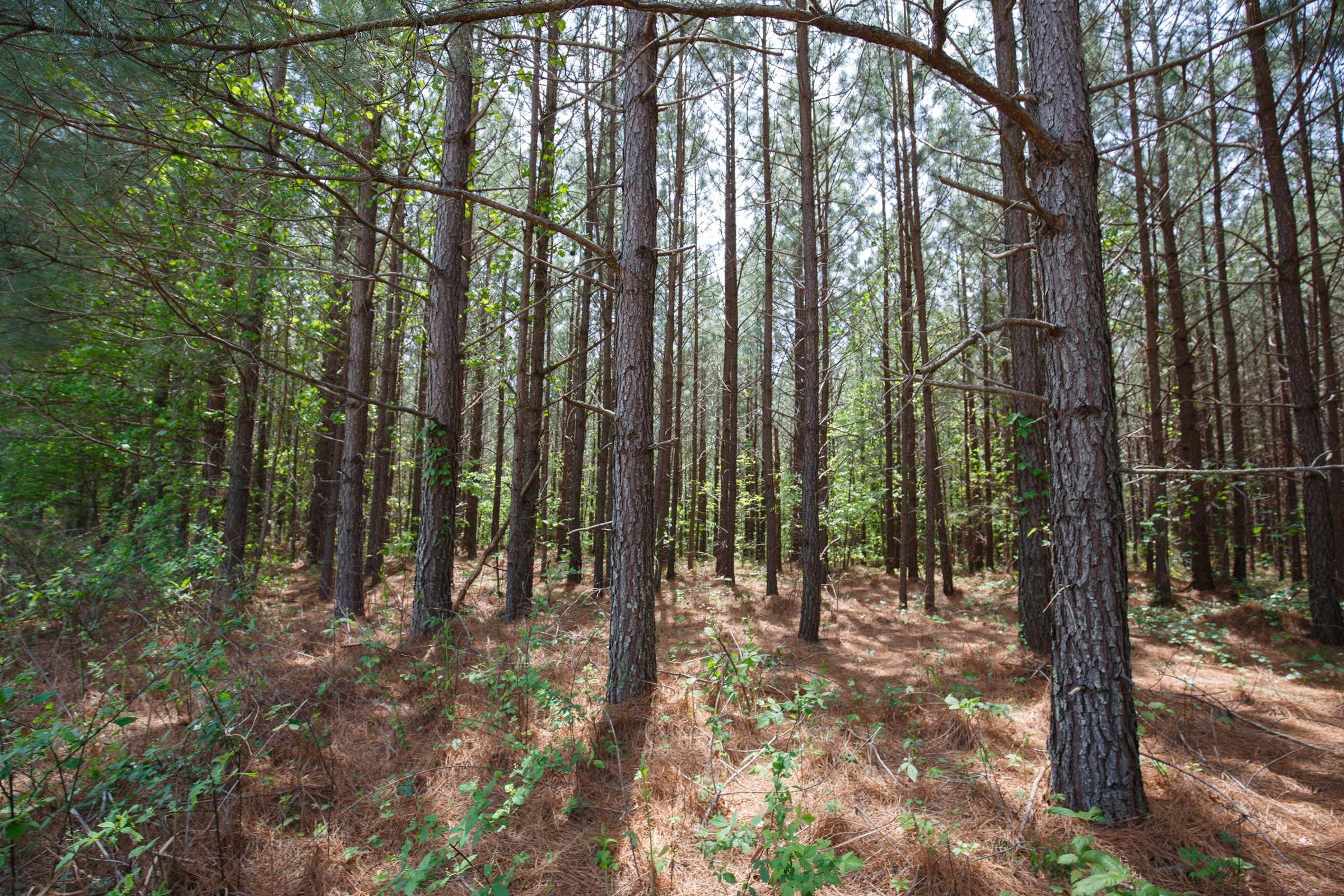 Red Barn Ranch Tract 64 photo 2