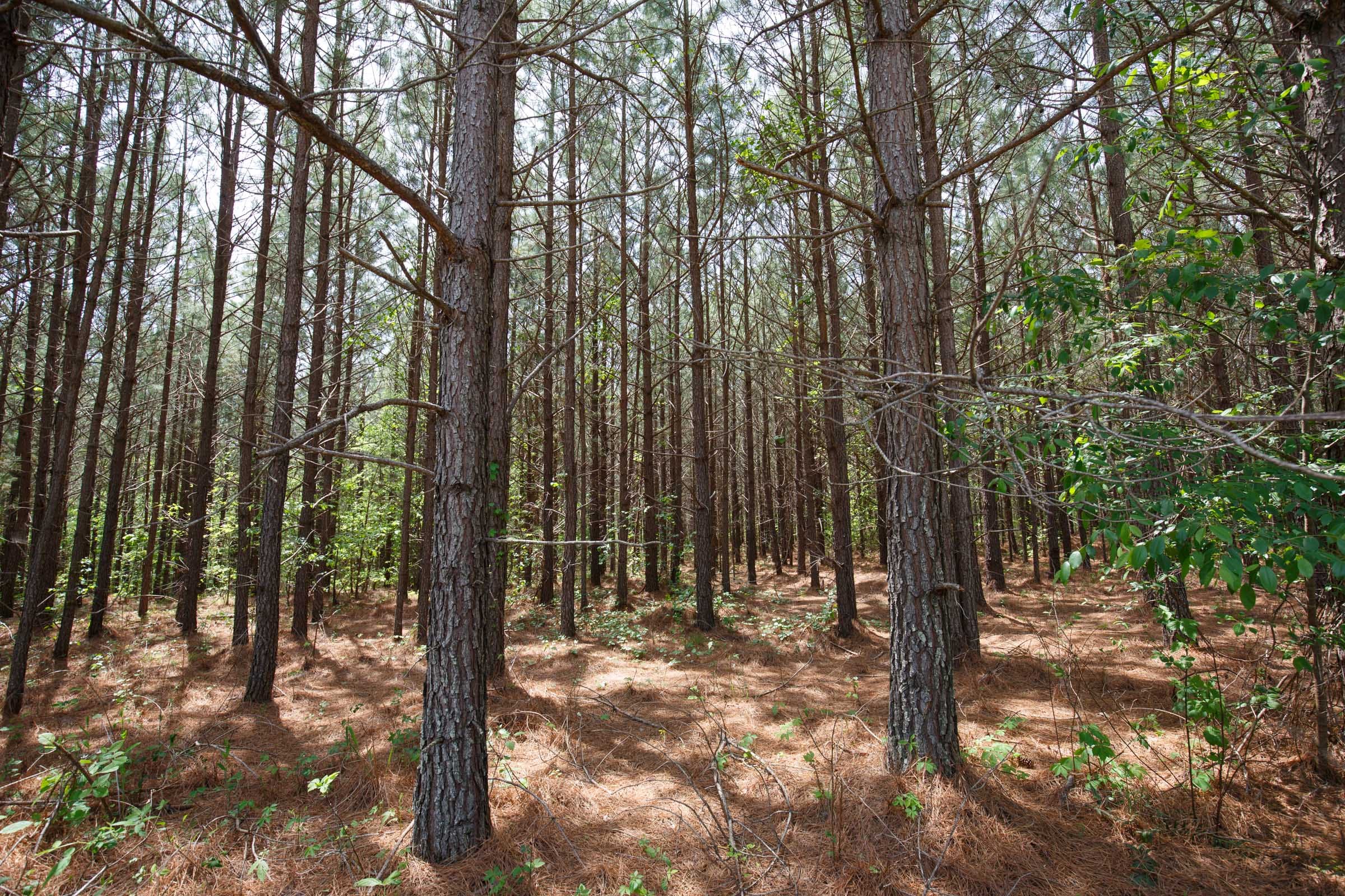 Red Barn Ranch Tract 64 photo 3