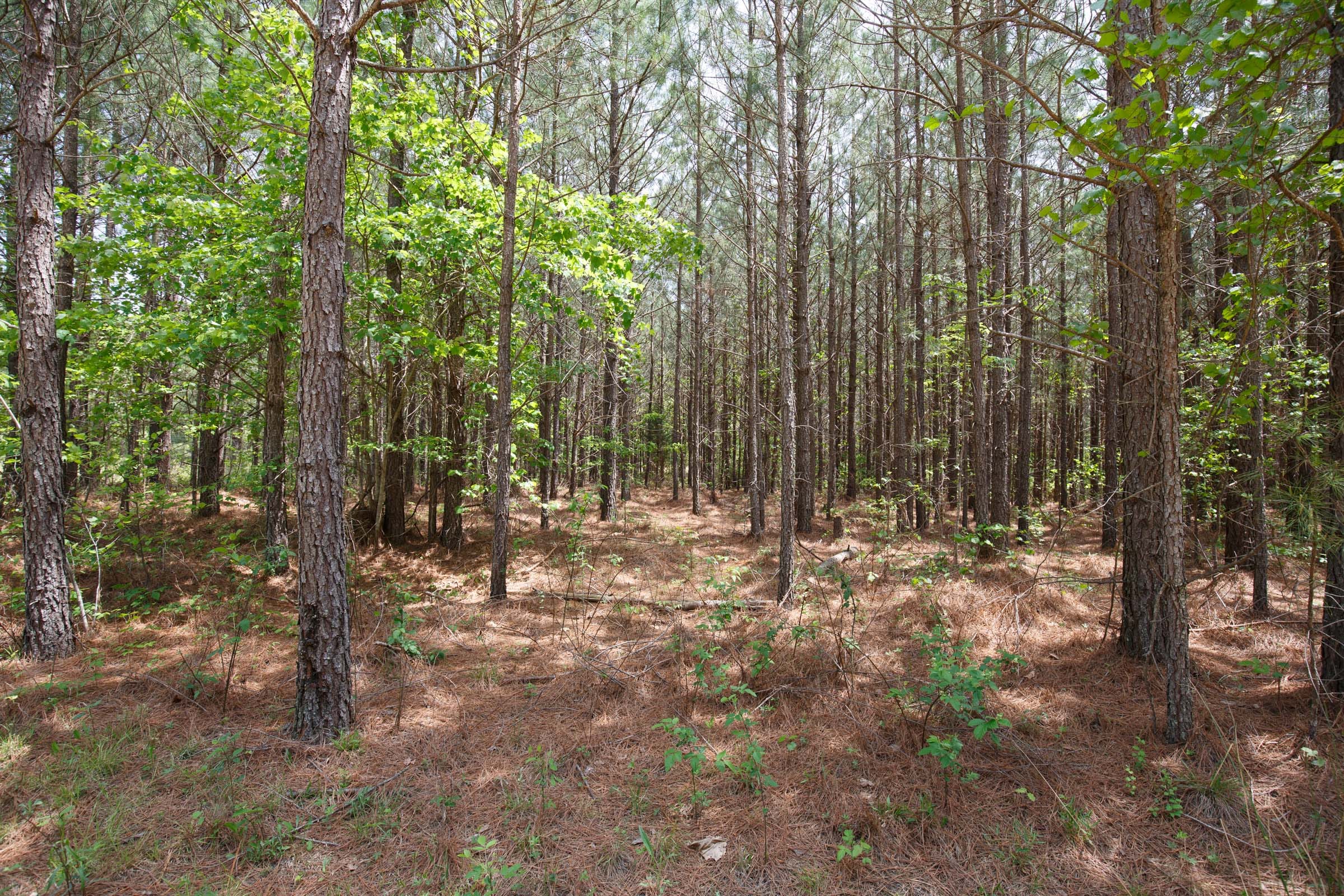 Red Barn Ranch Tract 64 photo 5