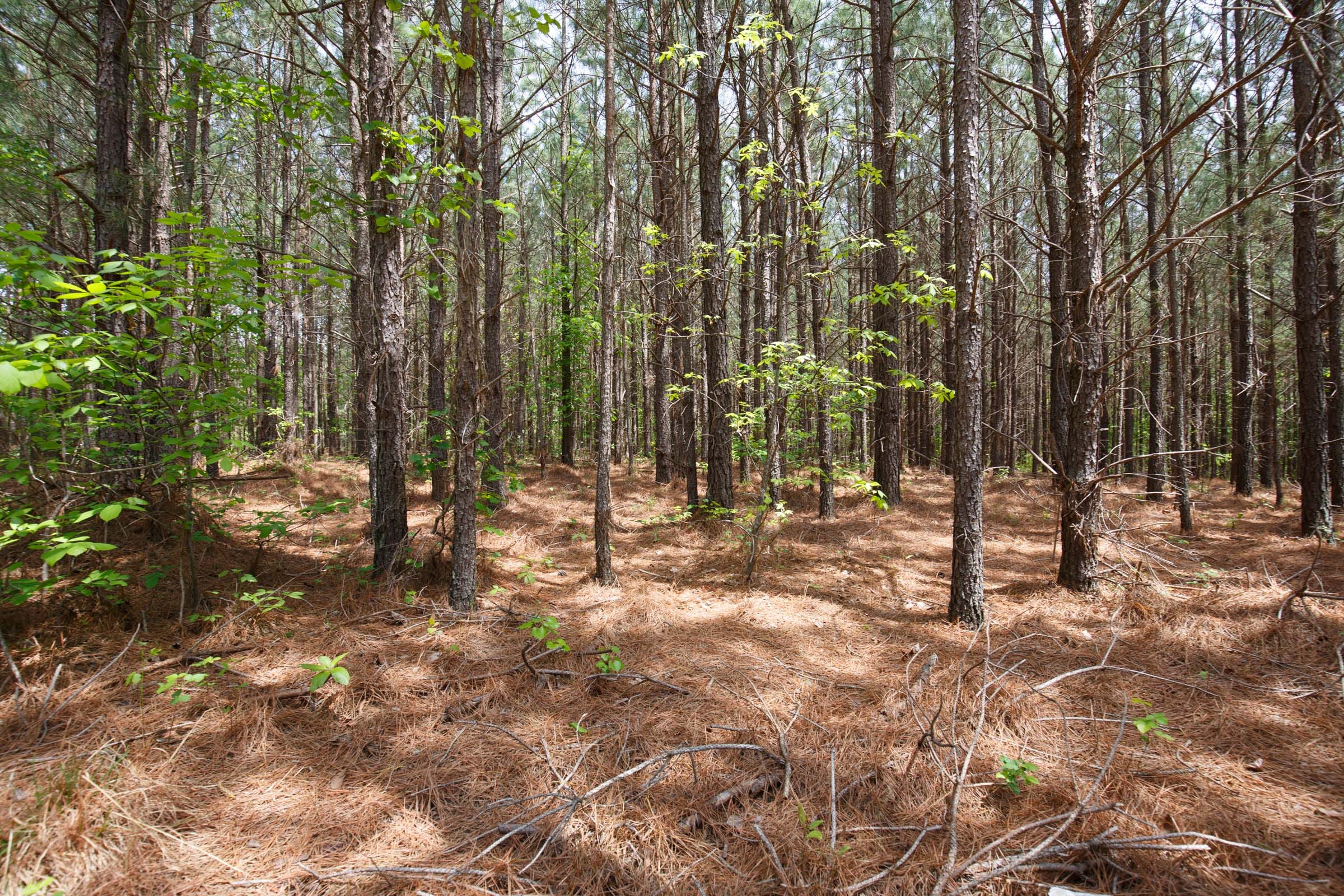 Red Barn Ranch Tract 64 photo 6