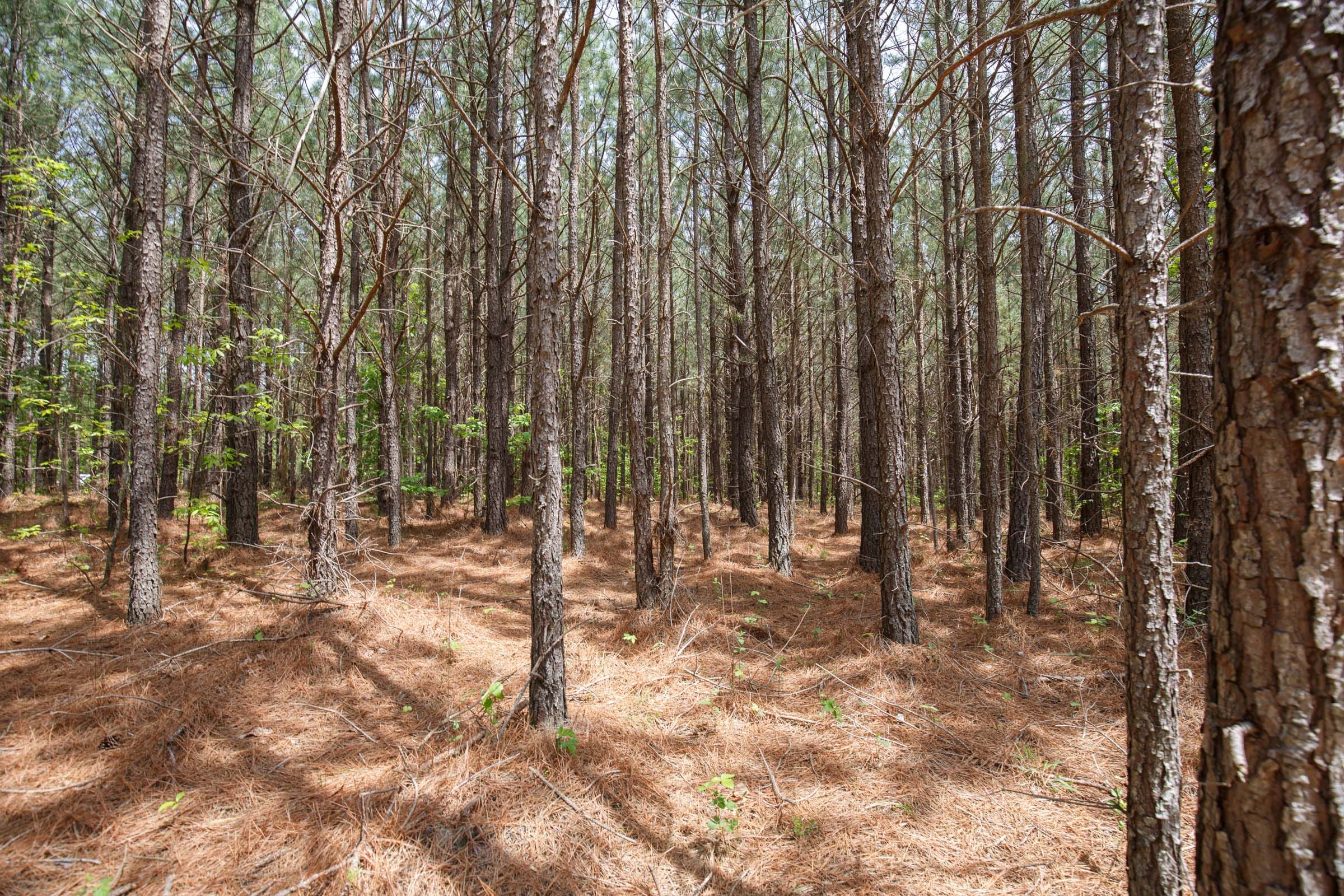 Red Barn Ranch Tract 64 photo 8