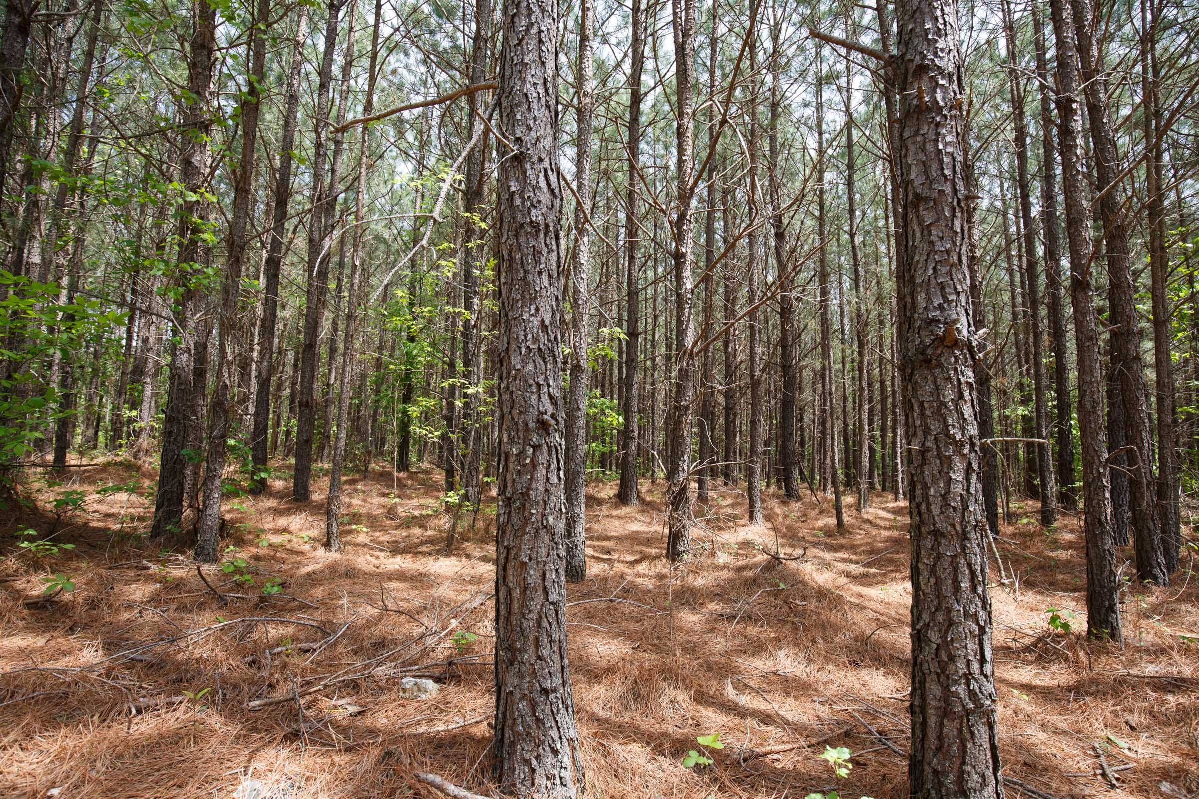 Red Barn Ranch Tract 64 photo 9