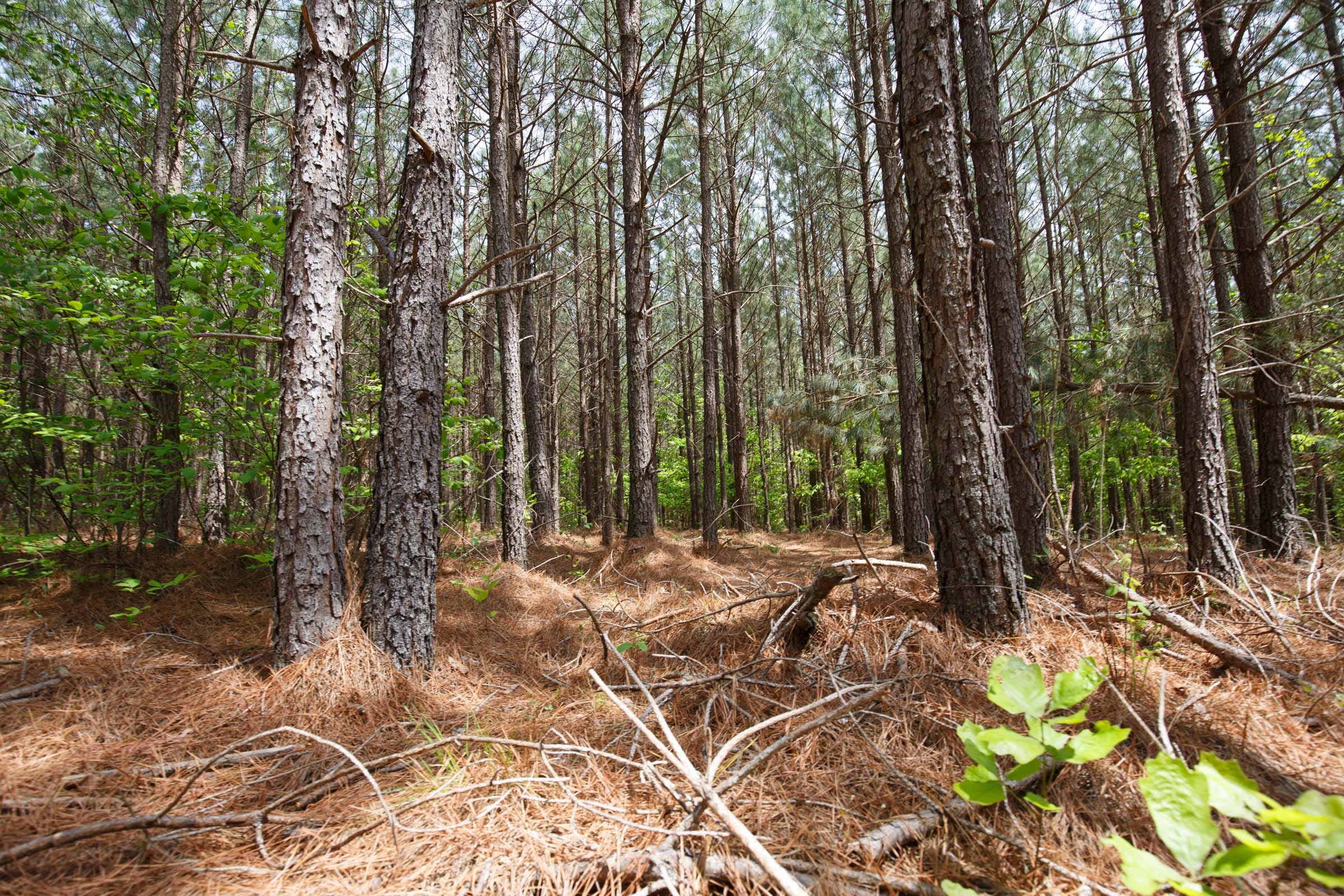 Red Barn Ranch Tract 64 photo 11