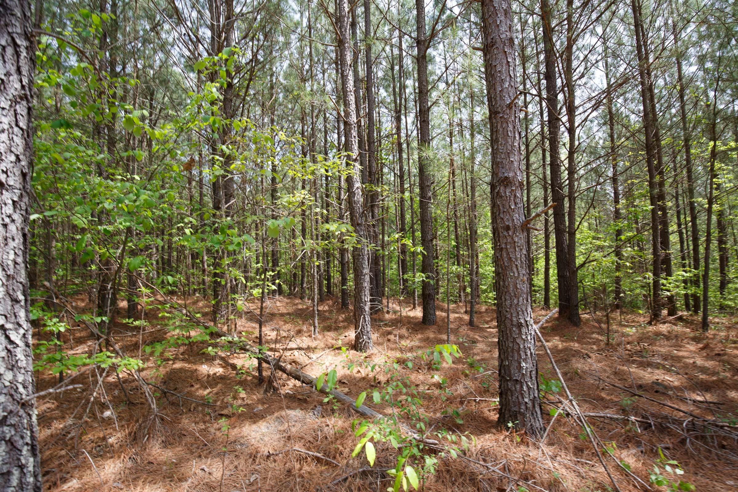 Red Barn Ranch Tract 64 photo 12