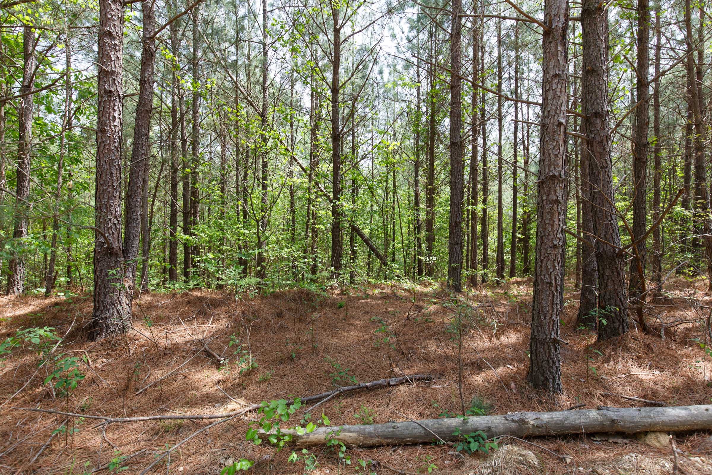 Red Barn Ranch Tract 64 photo 13