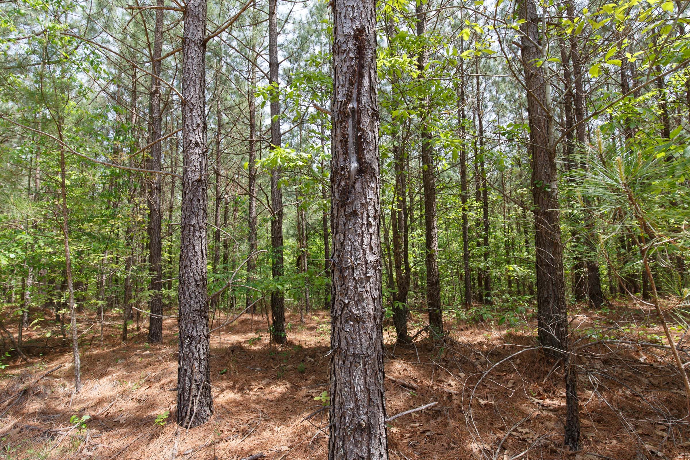 Red Barn Ranch Tract 64 photo 15