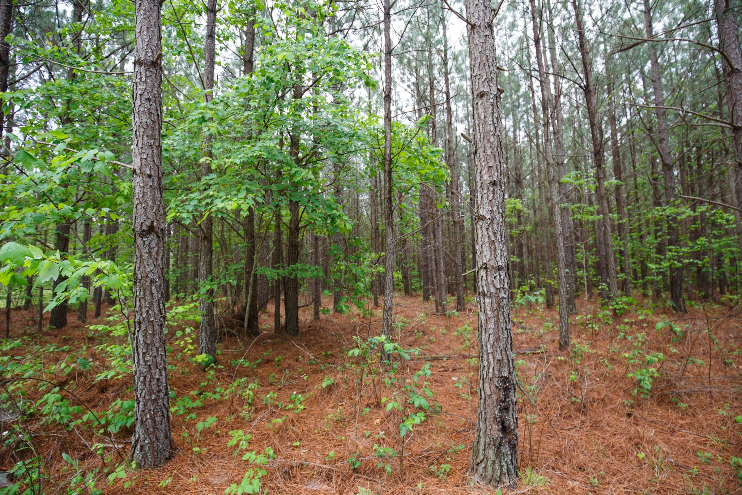 Red Barn Ranch Tract 64 photo 16