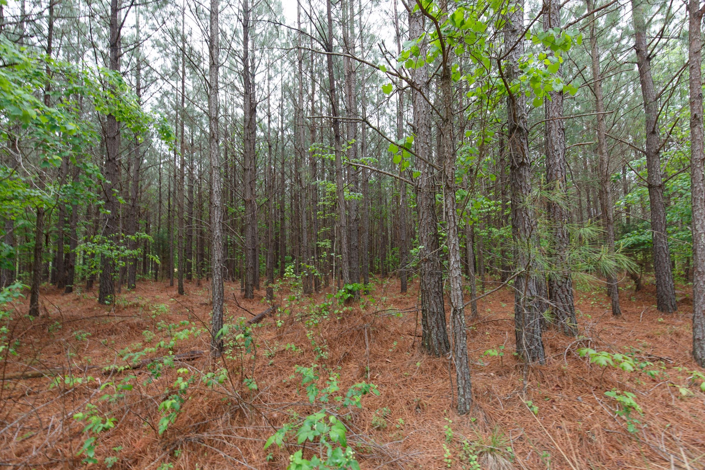 Red Barn Ranch Tract 64 photo 17