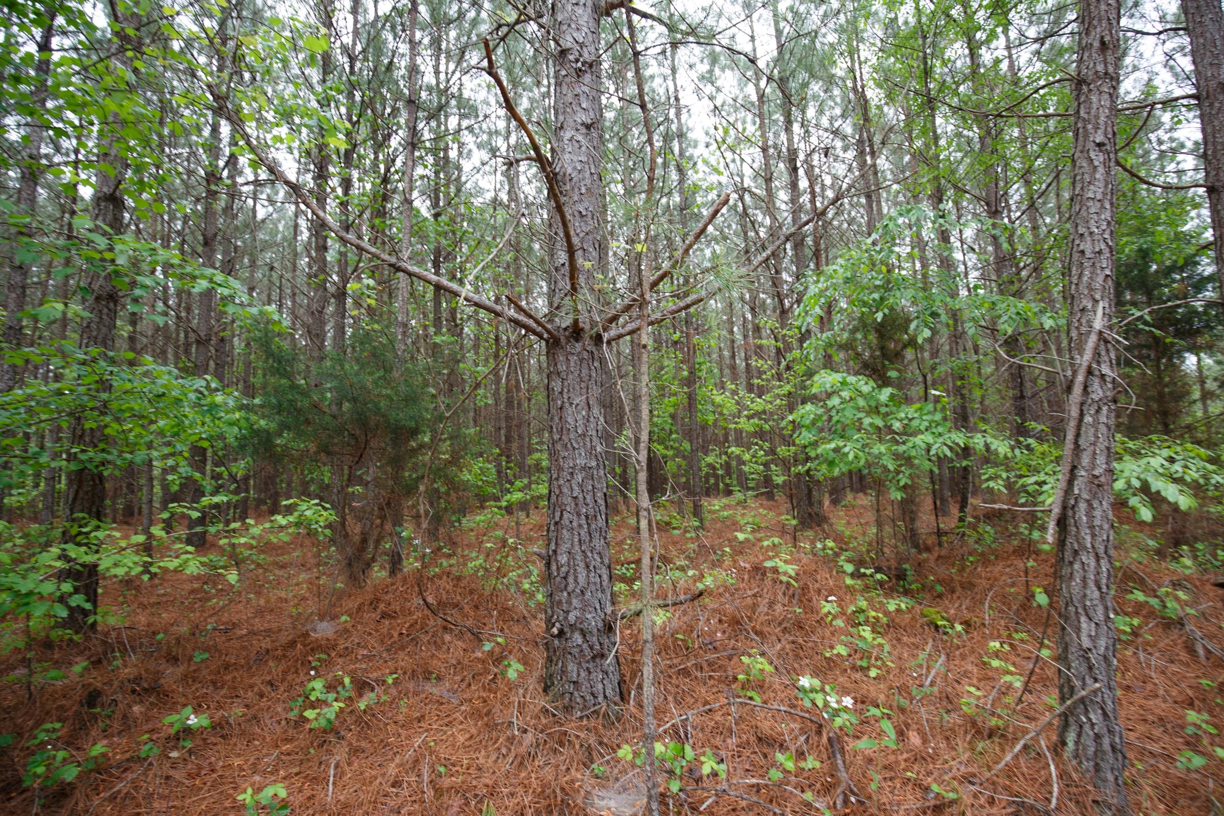 Red Barn Ranch Tract 64 photo 18