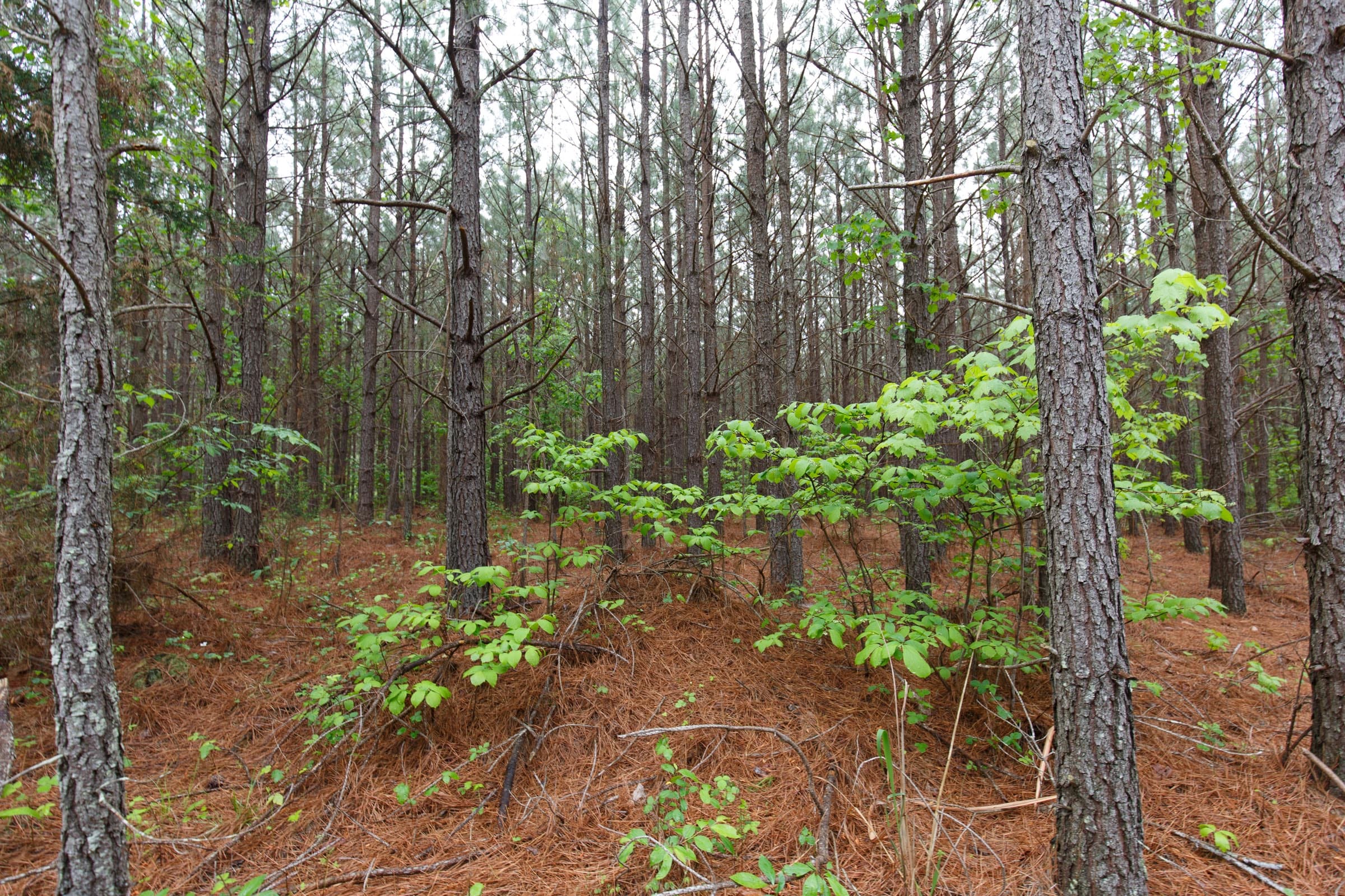 Red Barn Ranch Tract 64 photo 19
