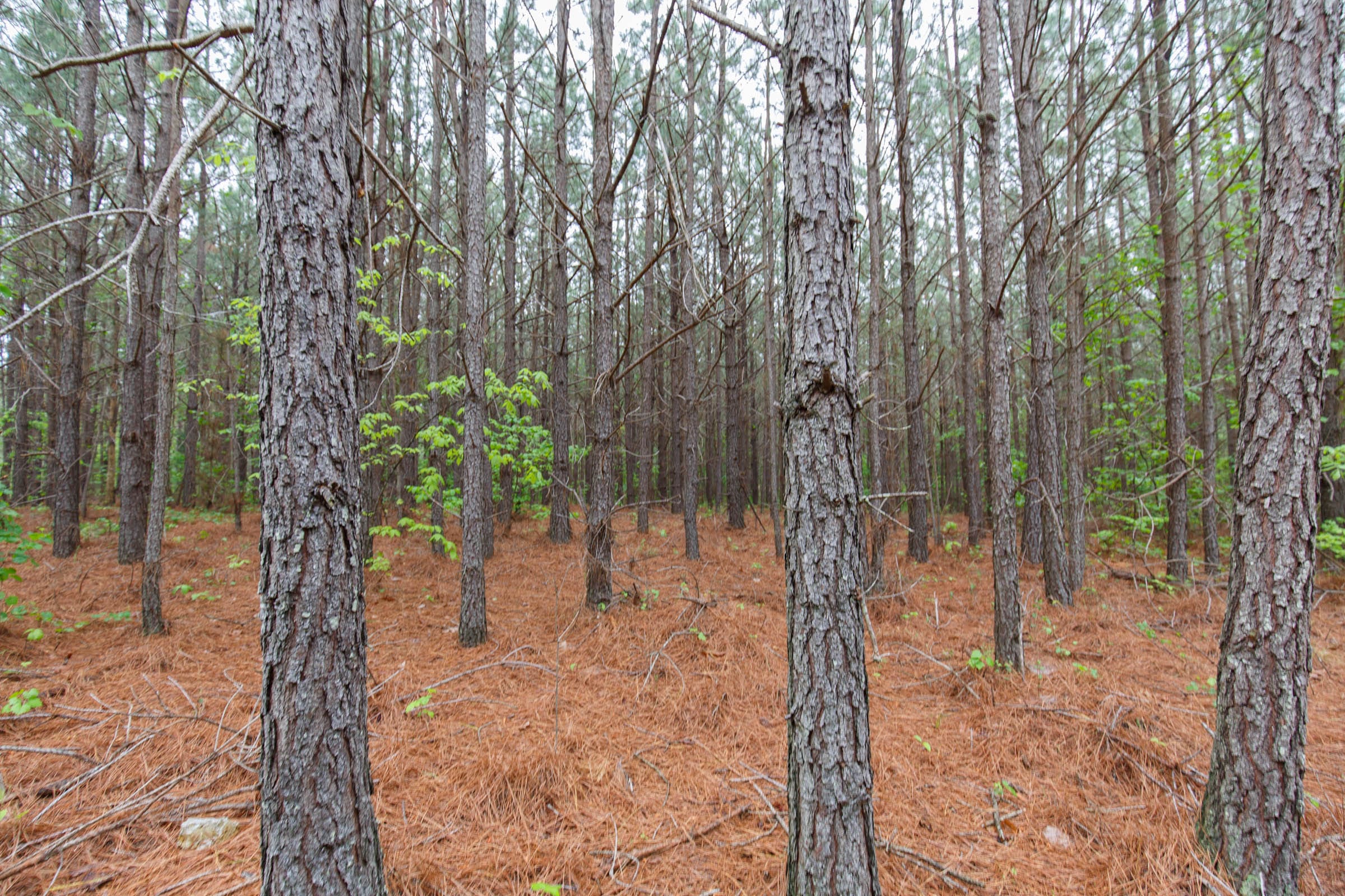 Red Barn Ranch Tract 64 photo 21