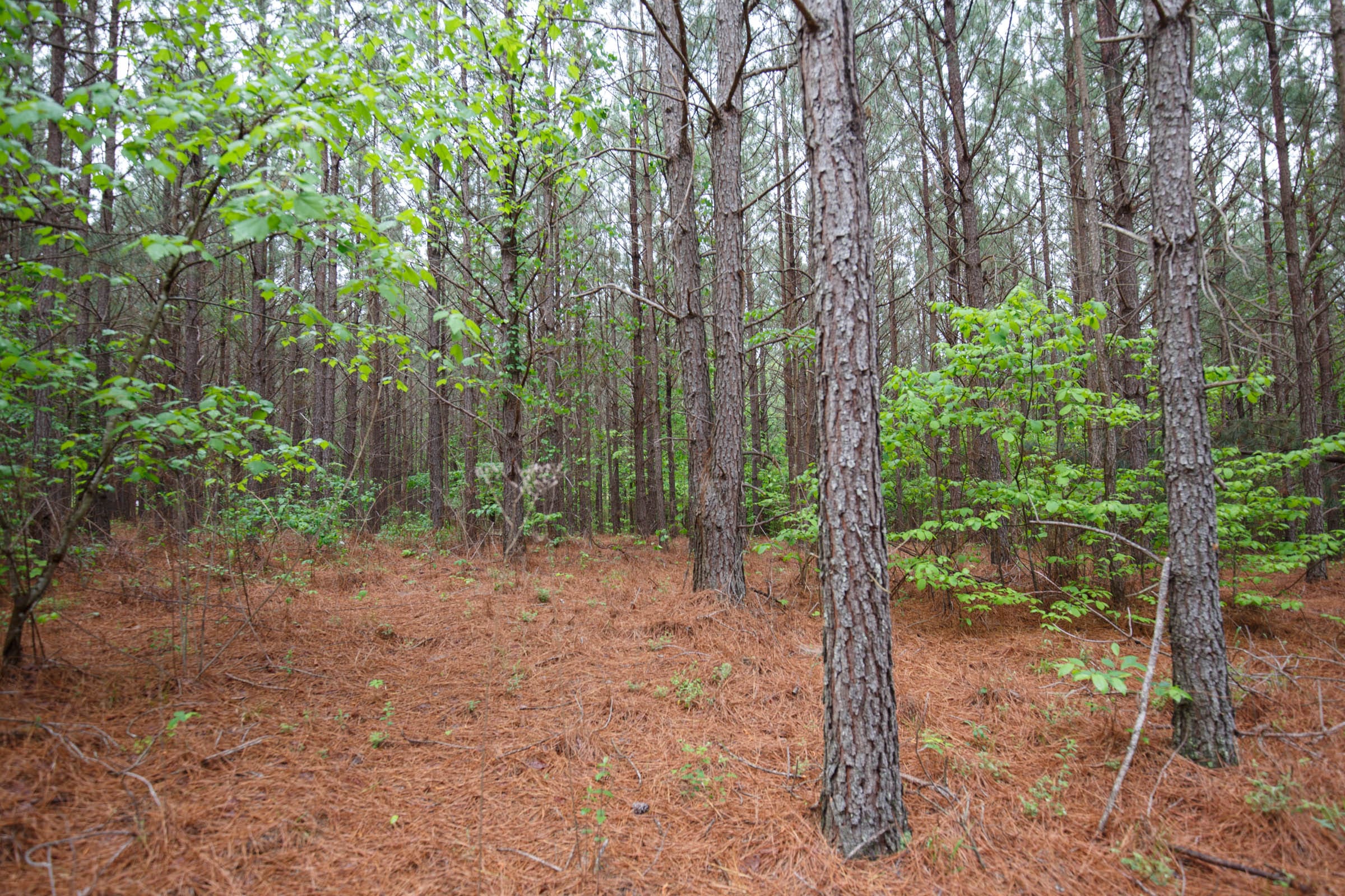 Red Barn Ranch Tract 64 photo 23