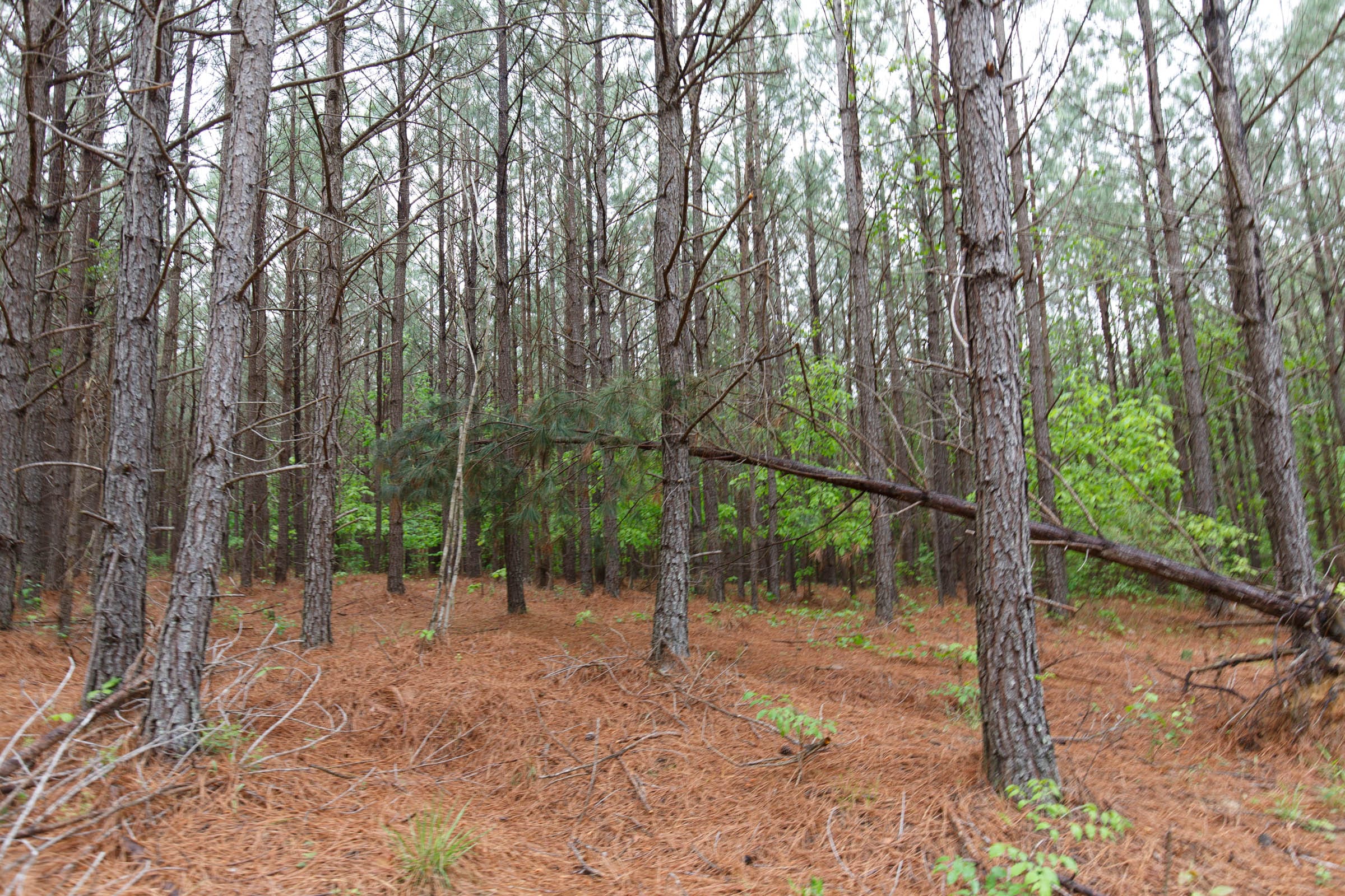 Red Barn Ranch Tract 64 photo 24