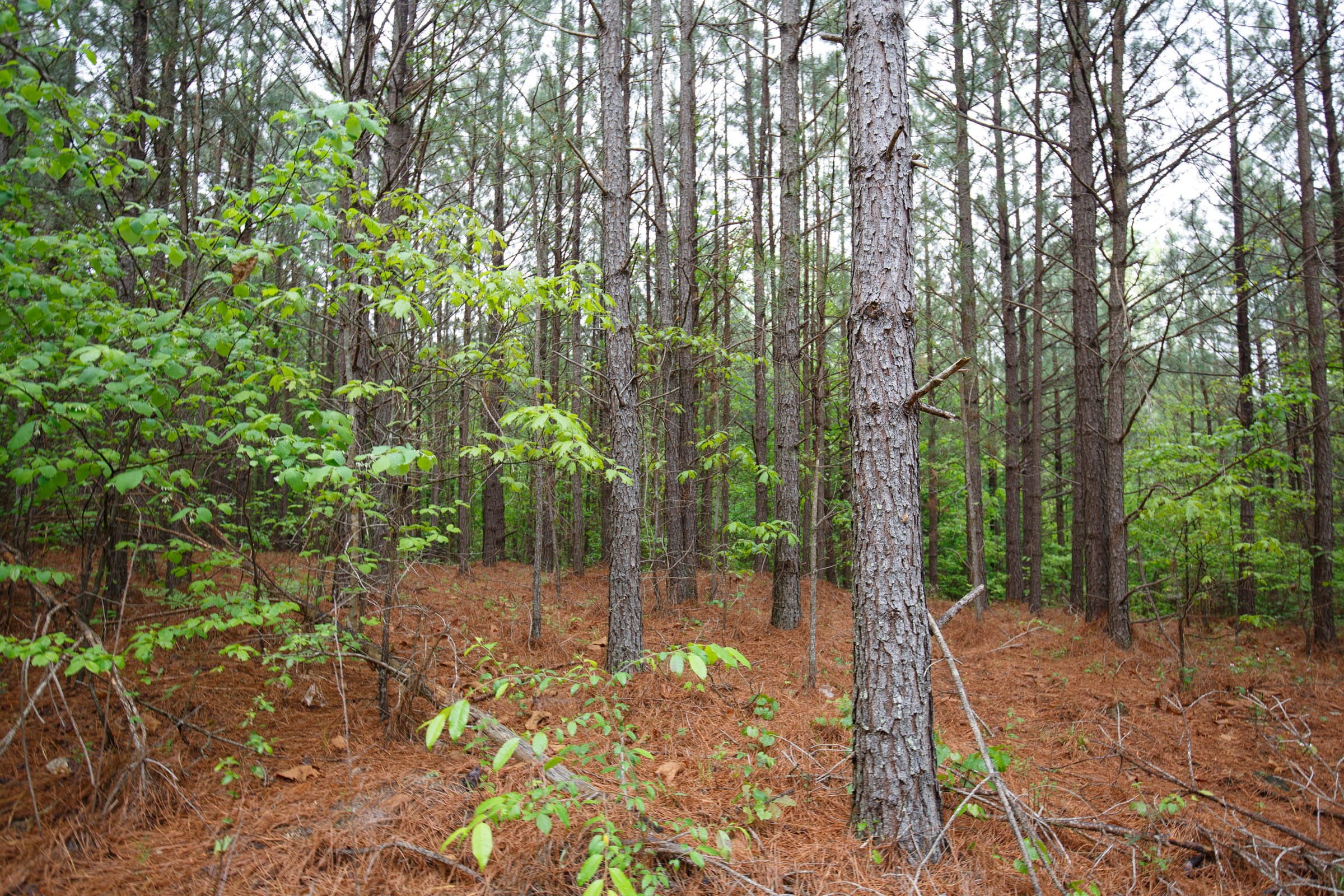 Red Barn Ranch Tract 64 photo 25