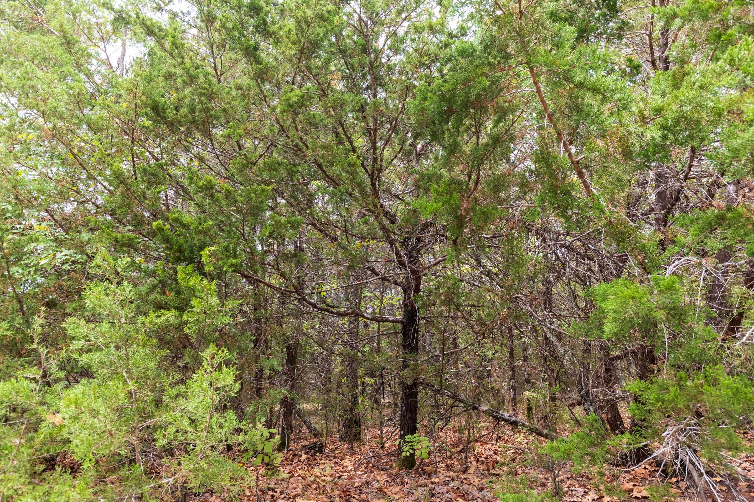 Heritage Bend Tract 35 photo 4