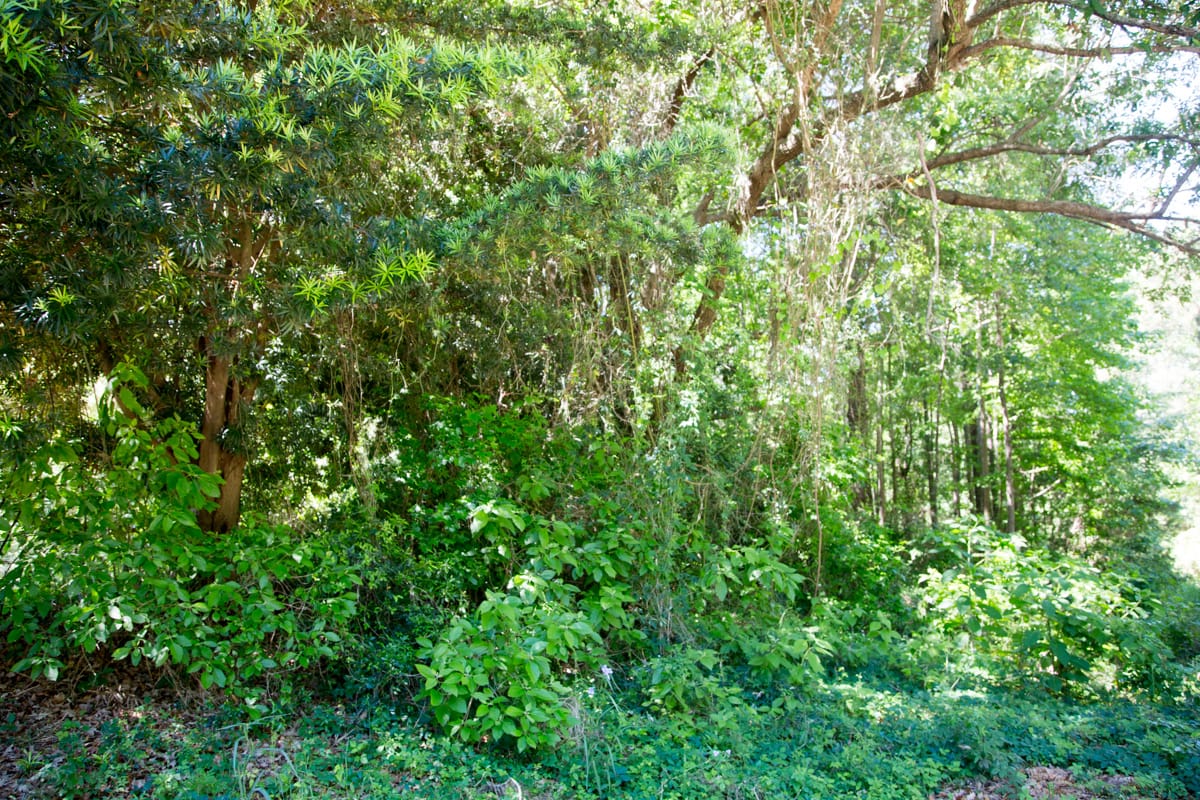 Rayburn Country Tract 14 photo 4