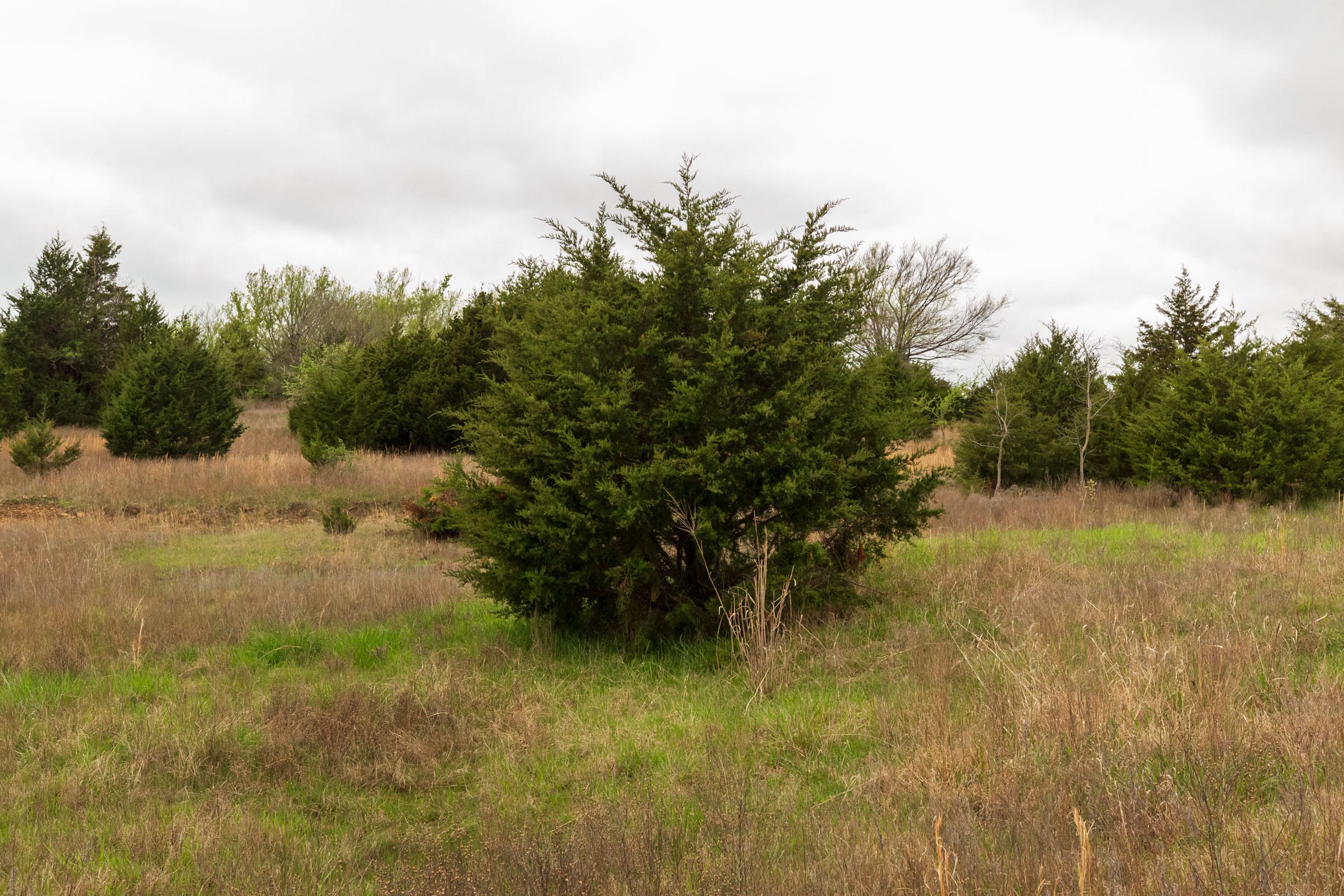 Moonrise Meadows Tract 17 photo 2