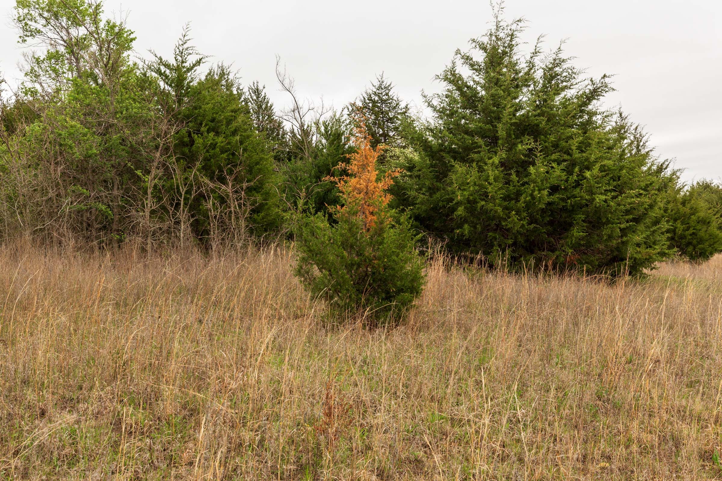 Moonrise Meadows Tract 17 photo 4