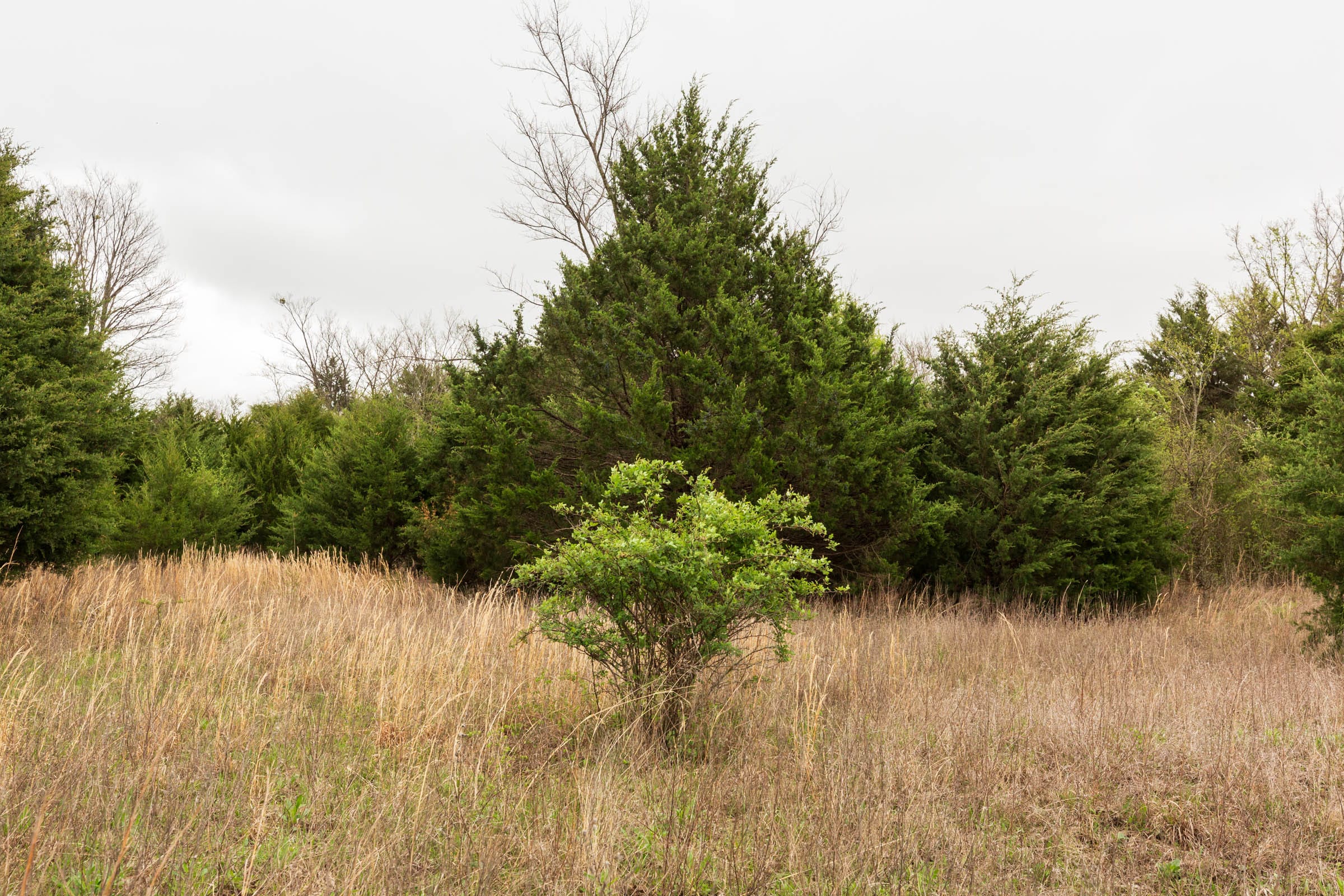 Moonrise Meadows Tract 17 photo 5
