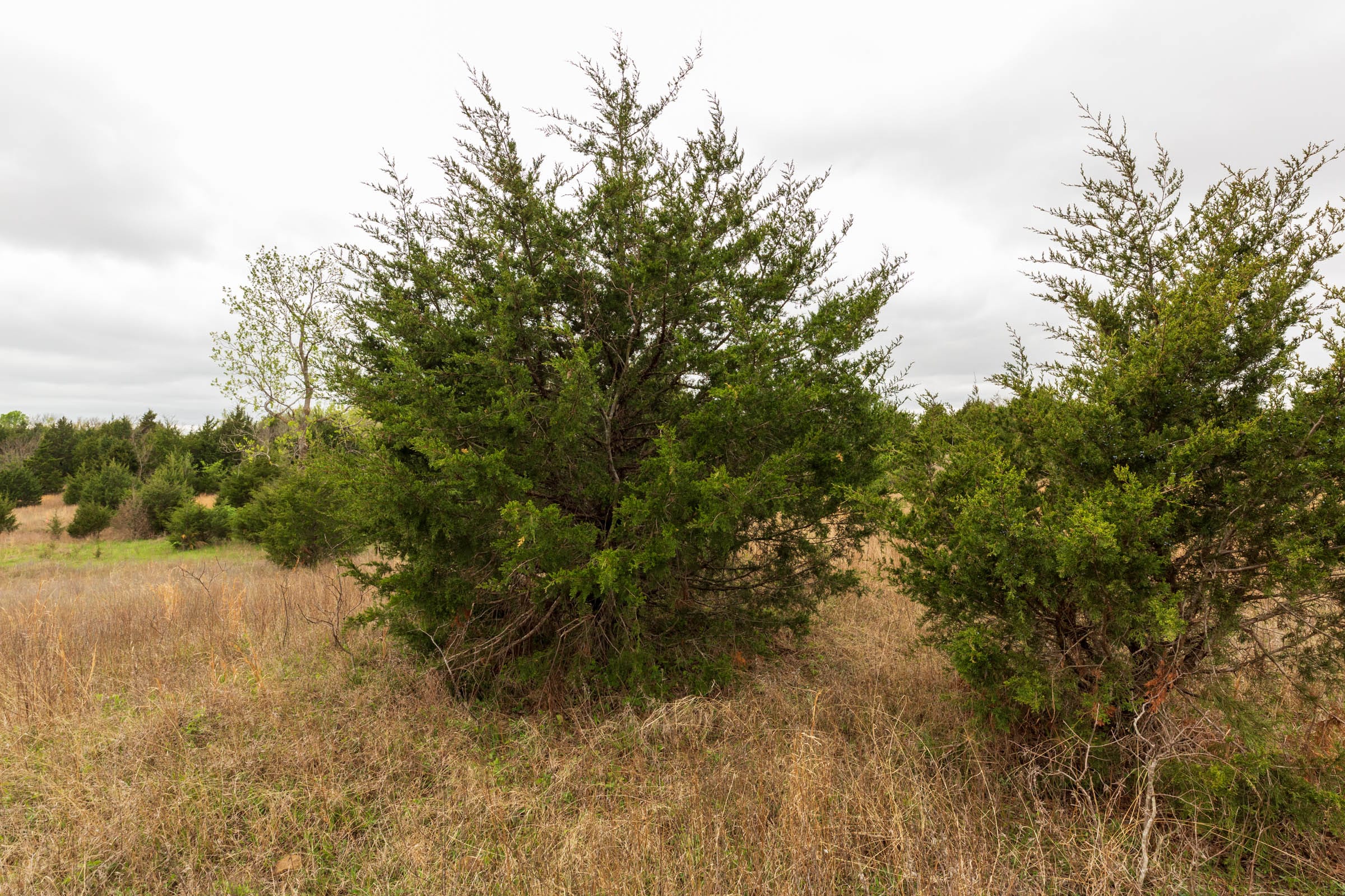 Moonrise Meadows Tract 17 photo 7