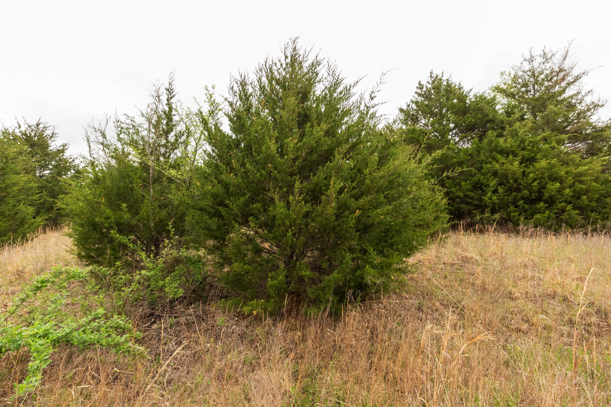 Moonrise Meadows Tract 17 photo 10