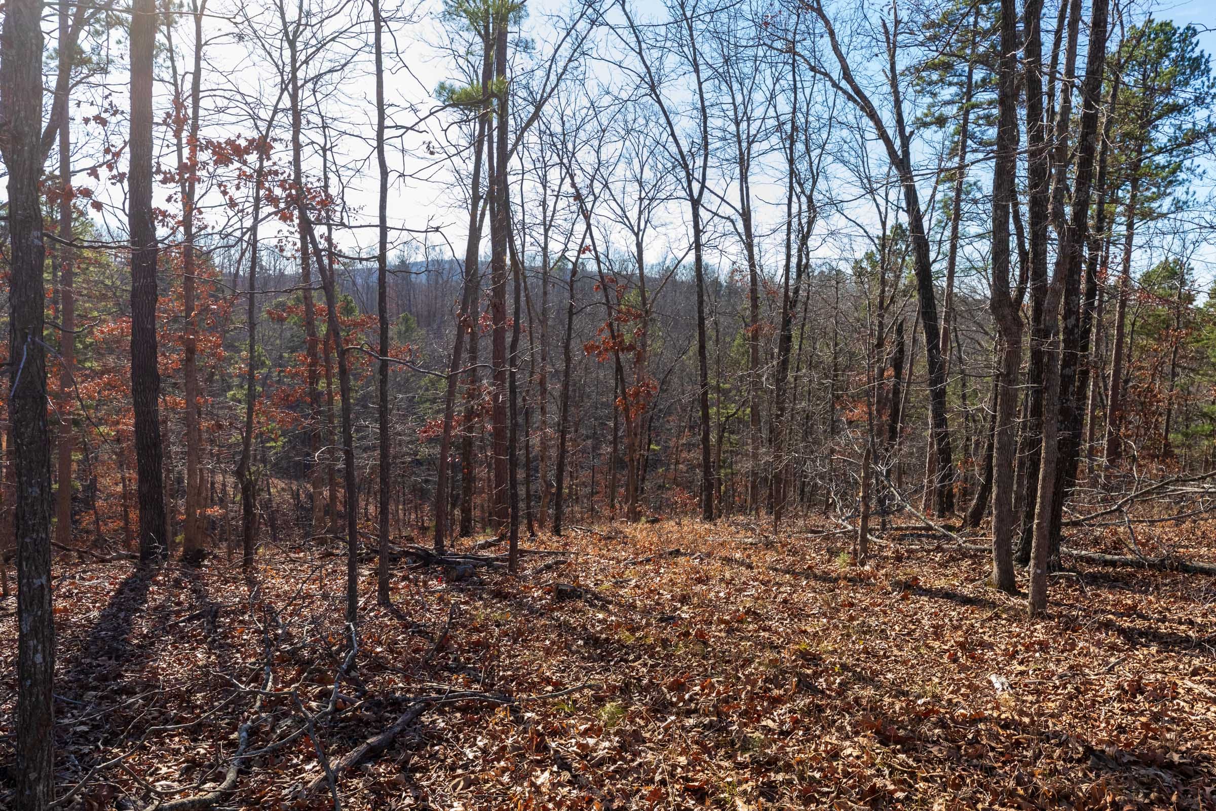 Cypress Ridge Tract 37 photo 10