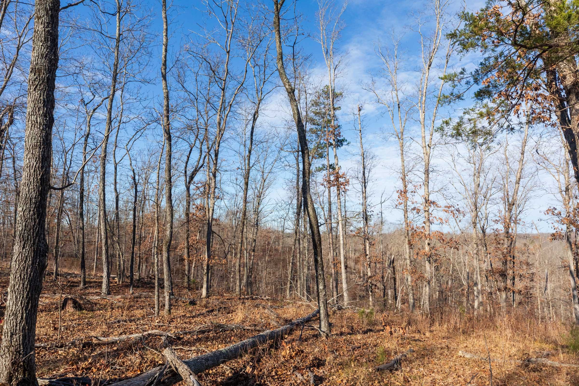 Cypress Ridge Tract 37 photo 11