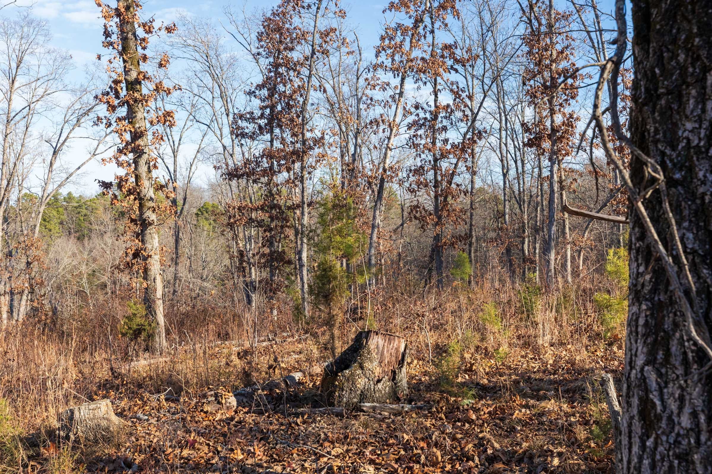 Cypress Ridge Tract 37 photo 9