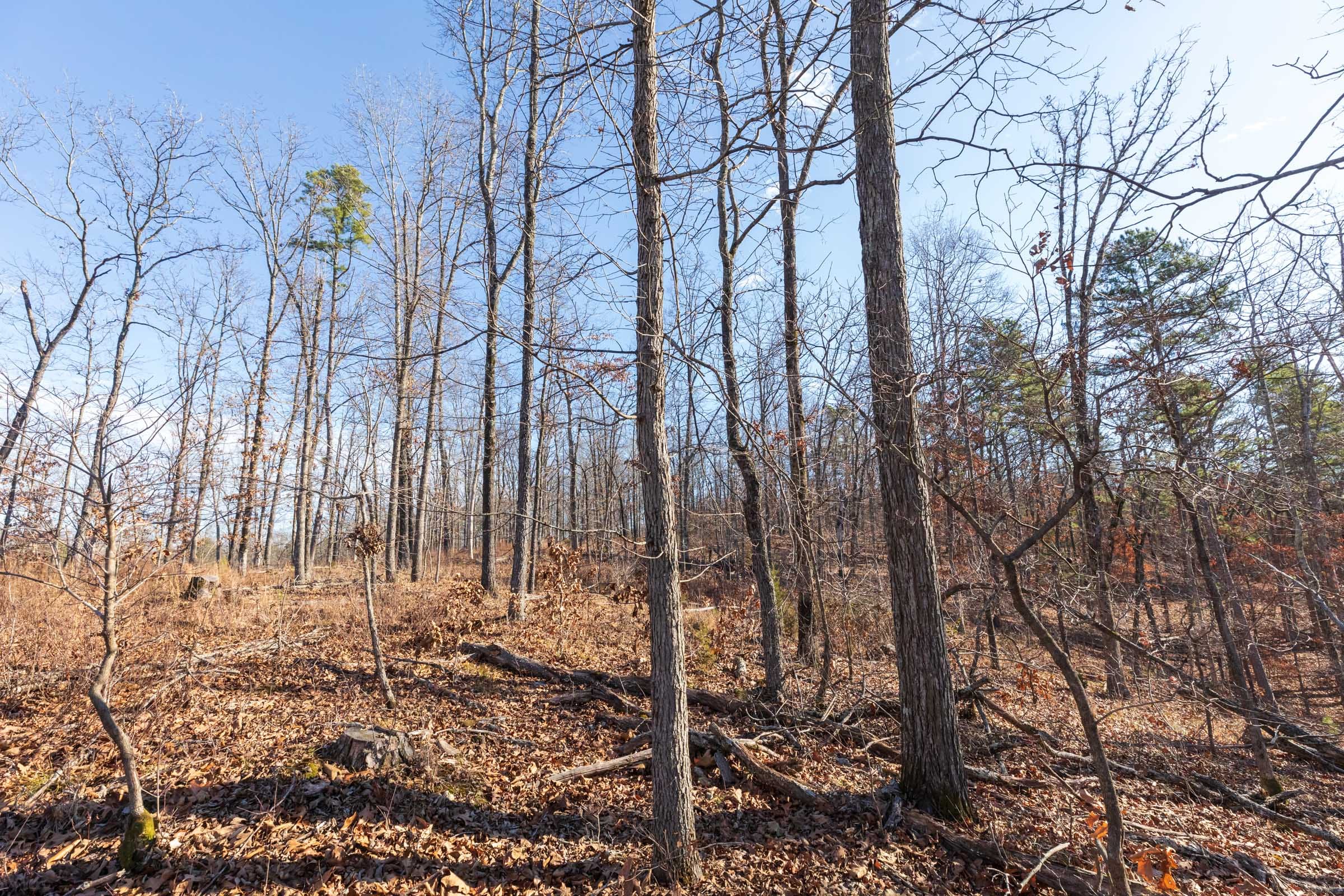 Cypress Ridge Tract 37 photo 8