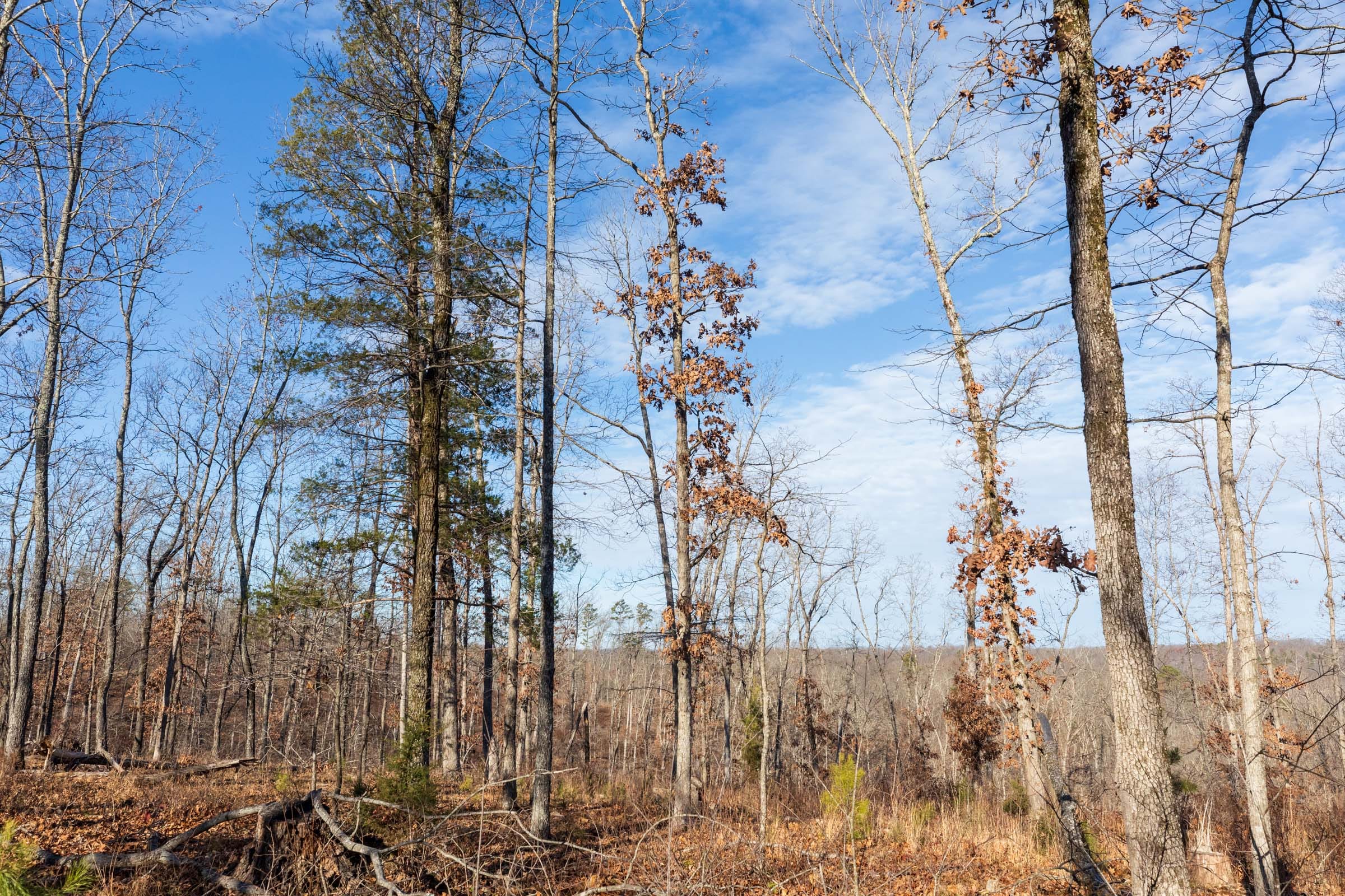 Cypress Ridge Tract 37 photo 7