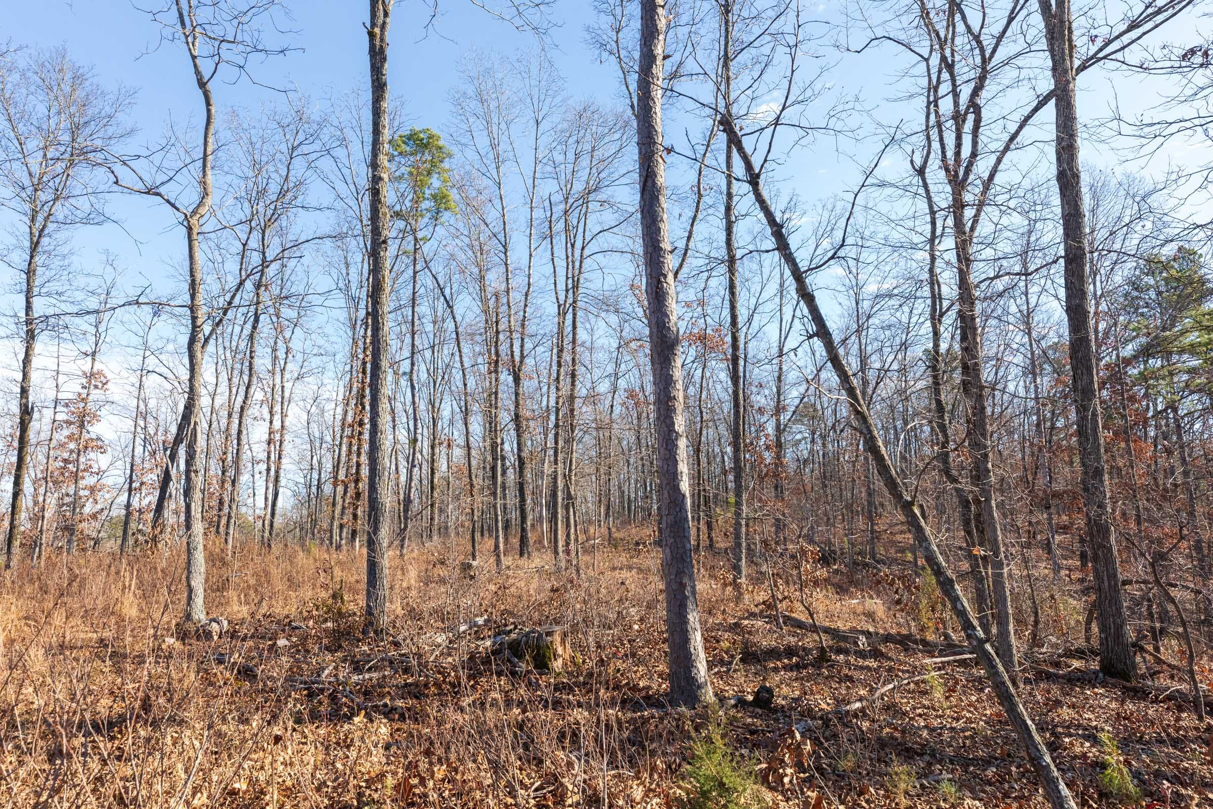 Cypress Ridge Tract 37 photo 6
