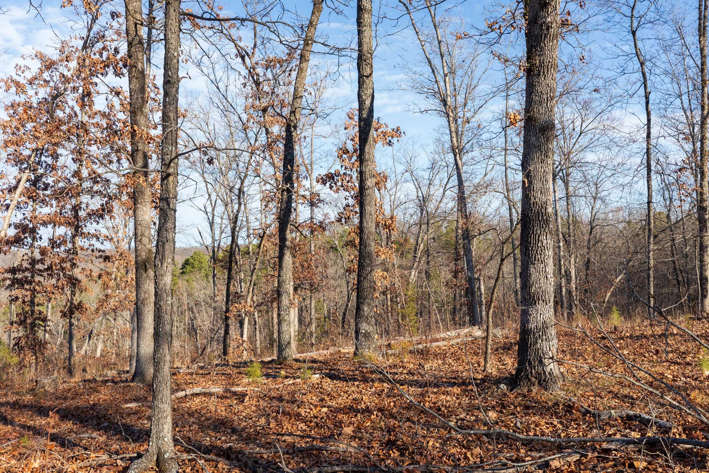 Cypress Ridge Tract 37 photo 5