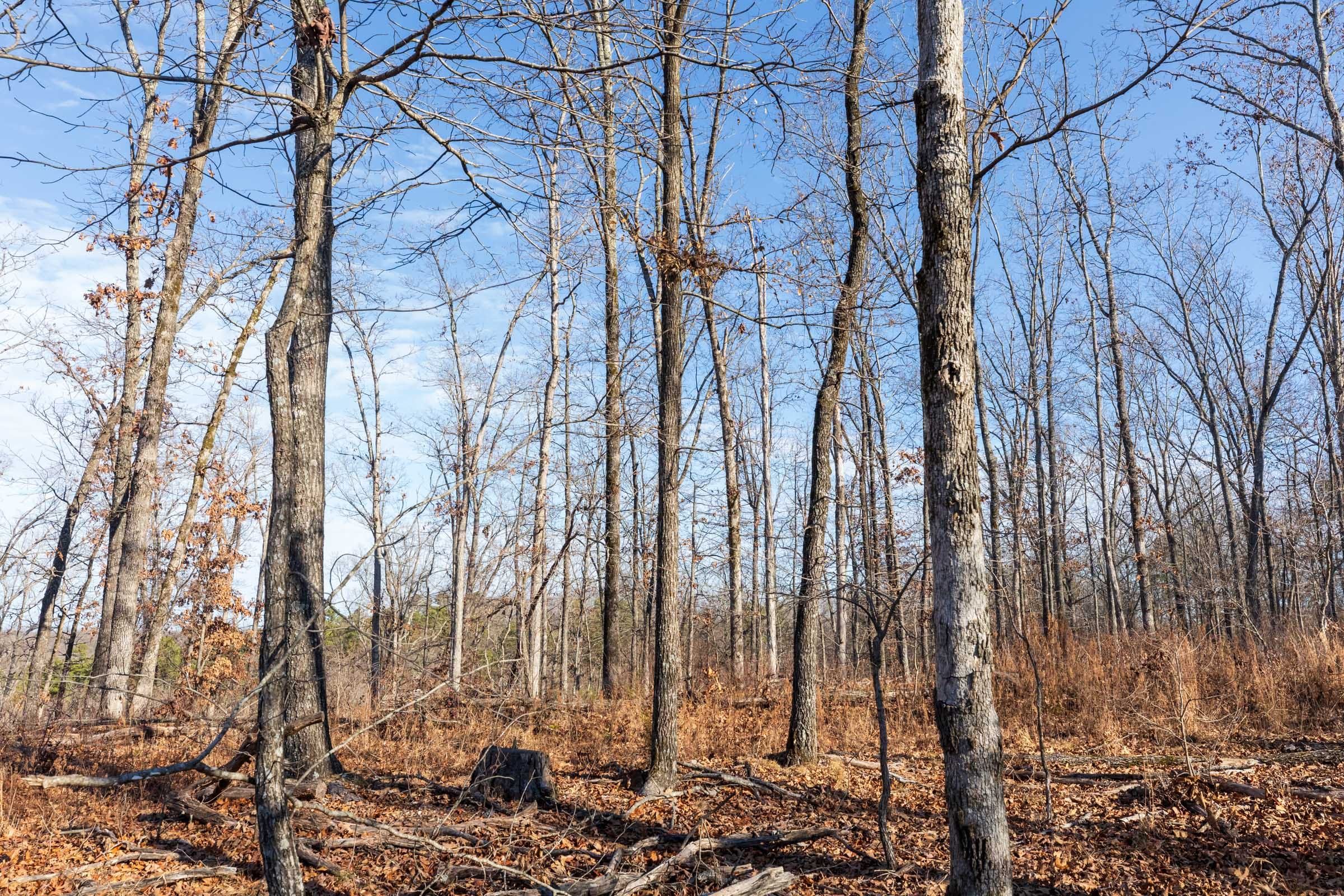 Cypress Ridge Tract 37 photo 4