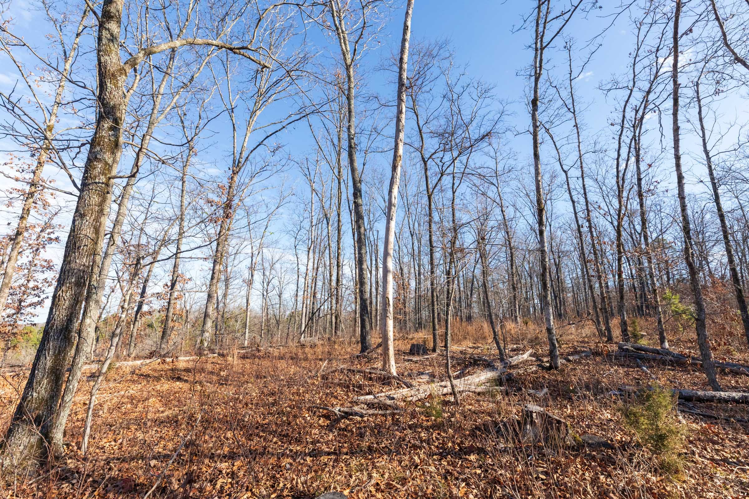 Cypress Ridge Tract 37 photo 3
