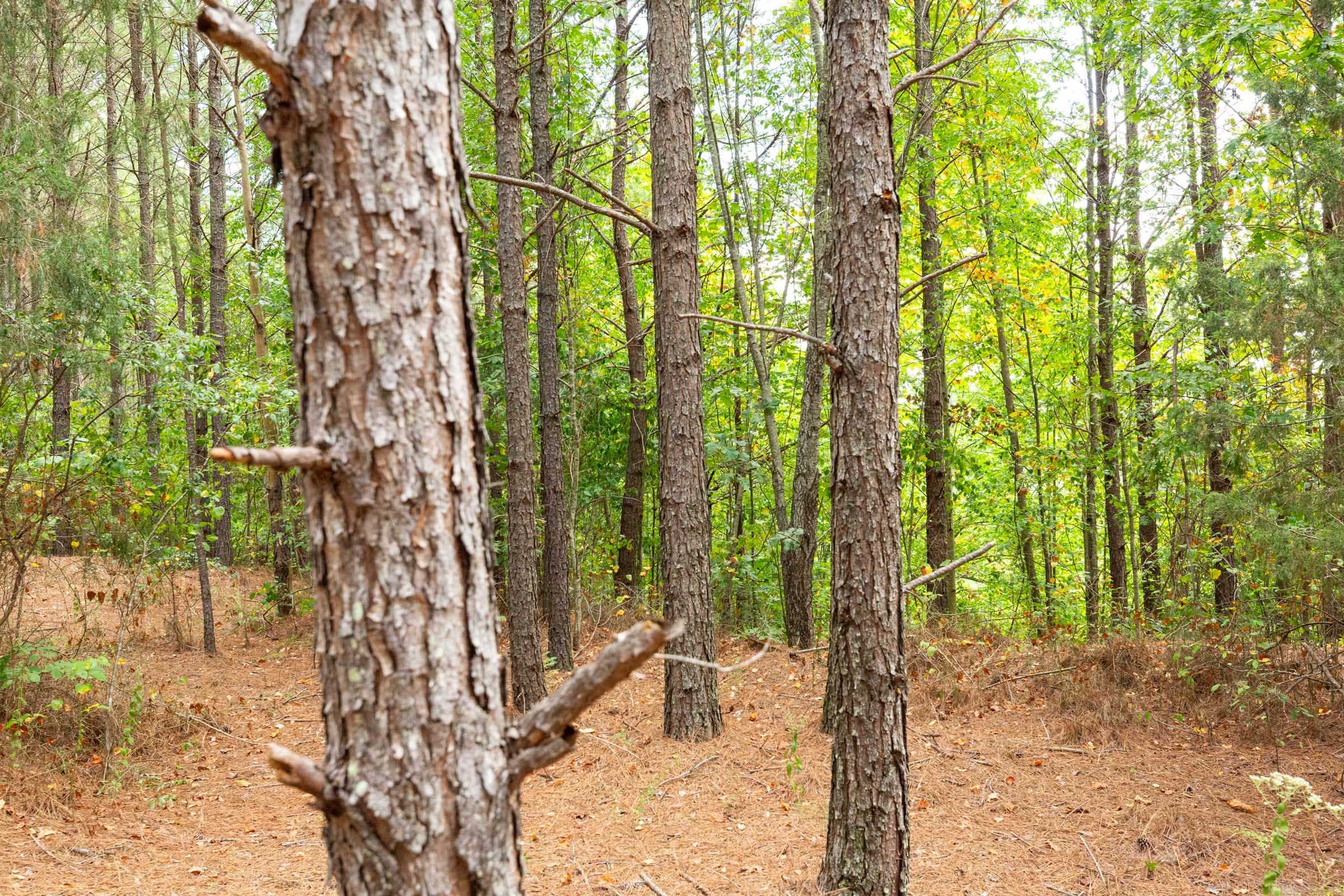 Harvest Ridge Tract 3 photo 6