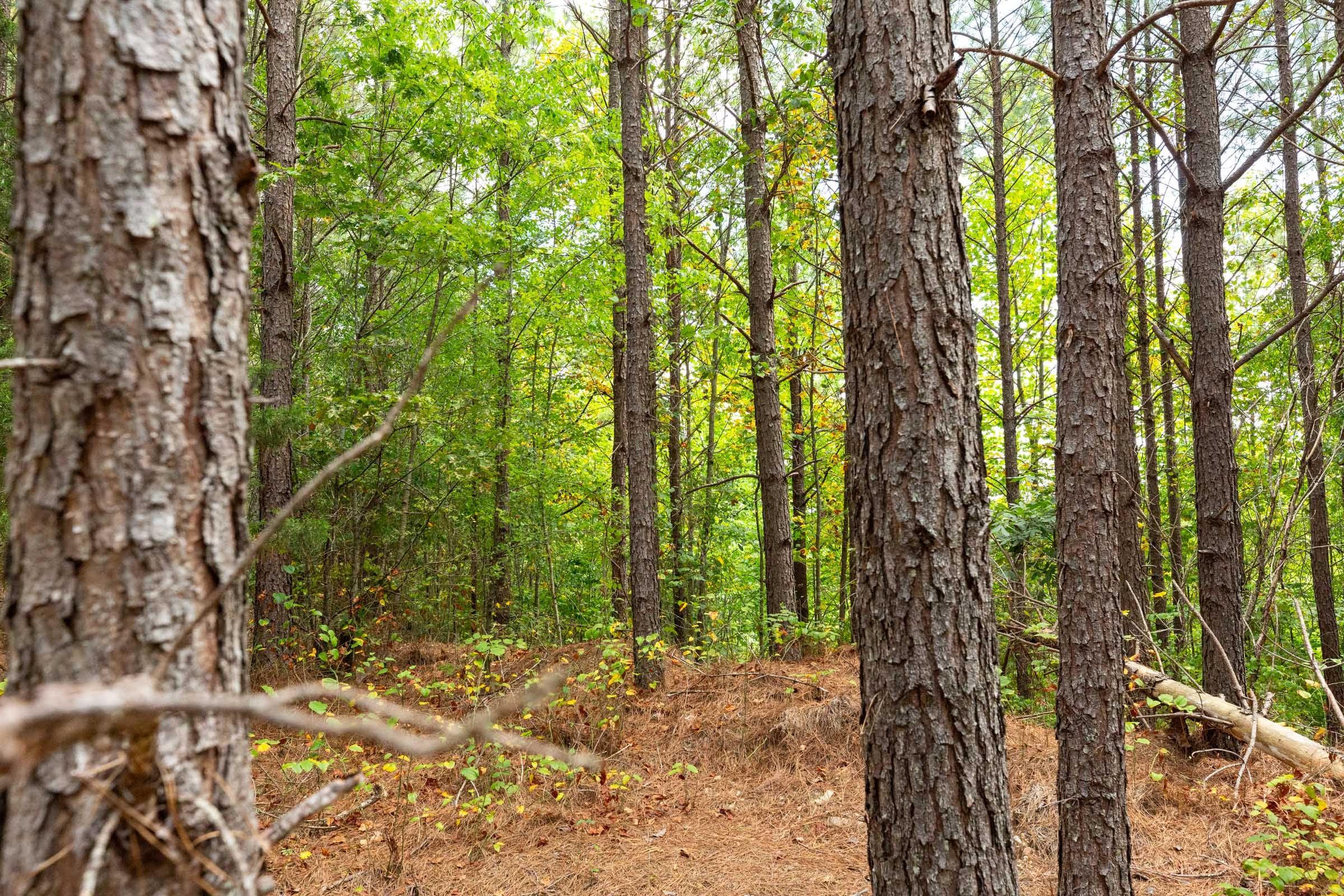 Harvest Ridge Tract 3 photo 4