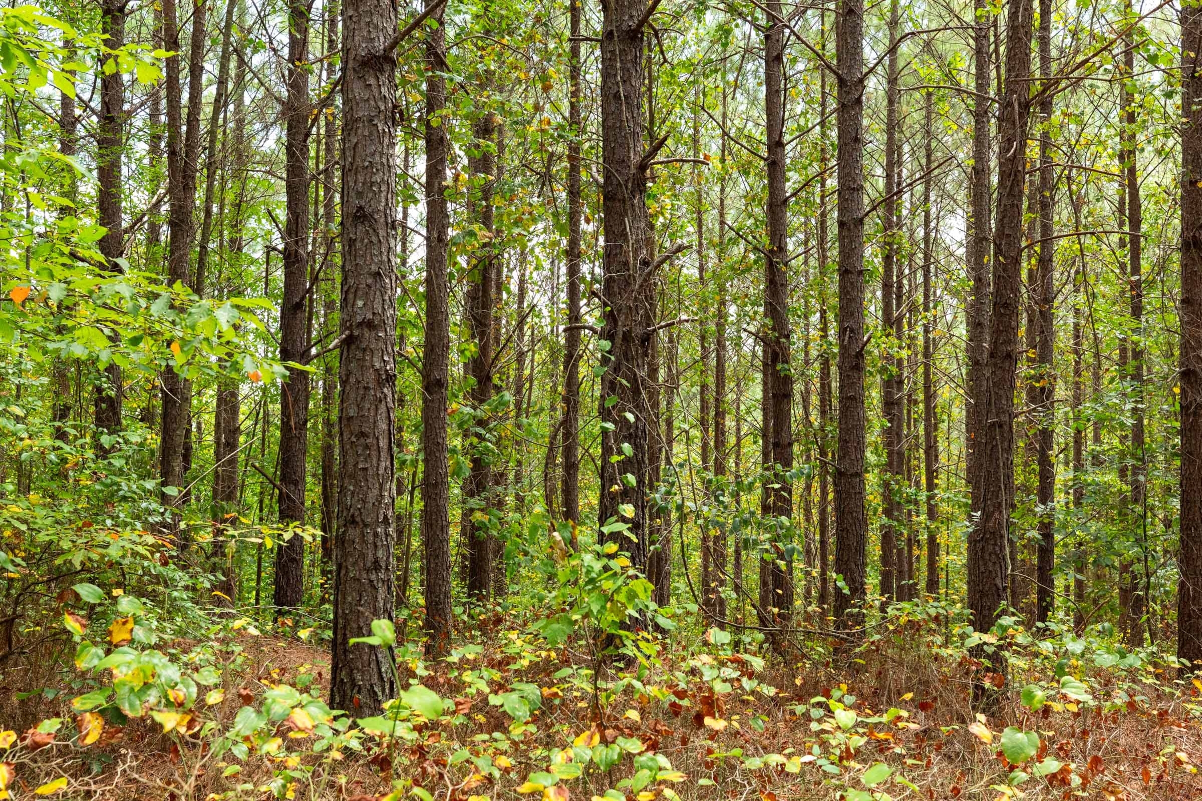 Harvest Ridge Tract 3 photo 5