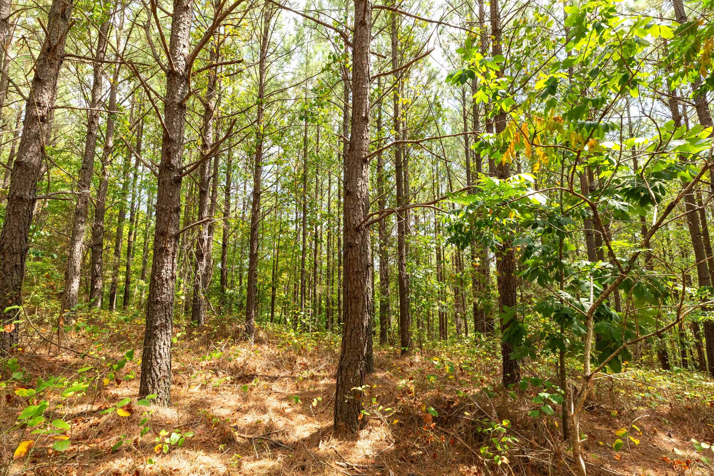 Harvest Ridge Tract 3 photo 7